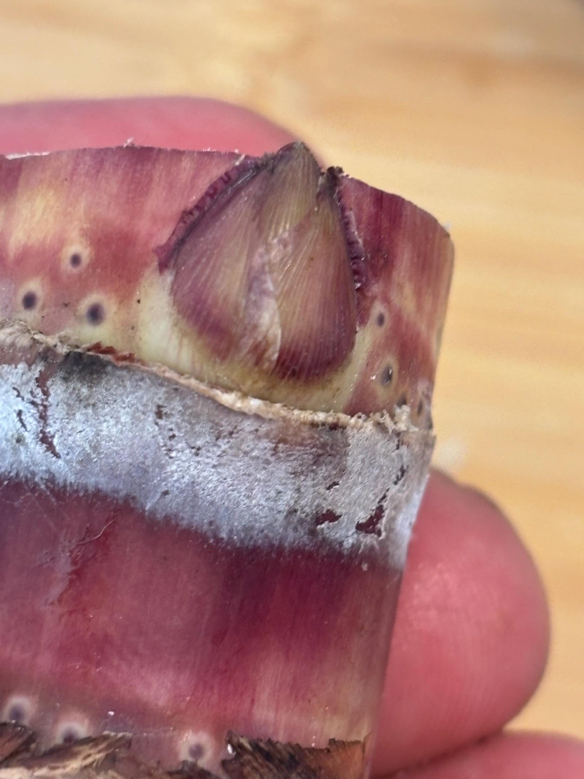 Black Sugarcane Nodes: Fresh Cuttings for Planting (1-3 Inch)