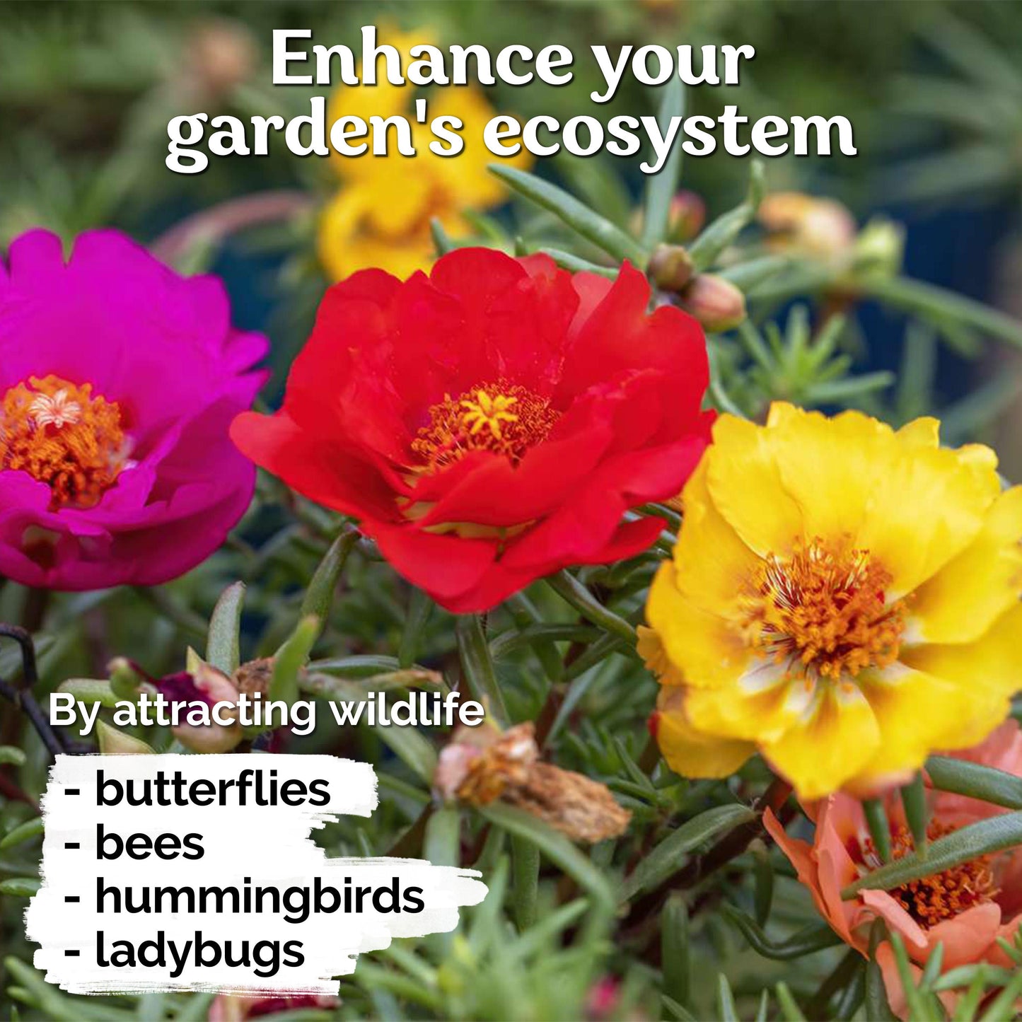 2000 PCS - Mix Double Moss Rose Seeds for Planting (Portulaca Grandiflora) - Non-GMO Heirloom Seeds, Purslane Flower Seeds for Planting