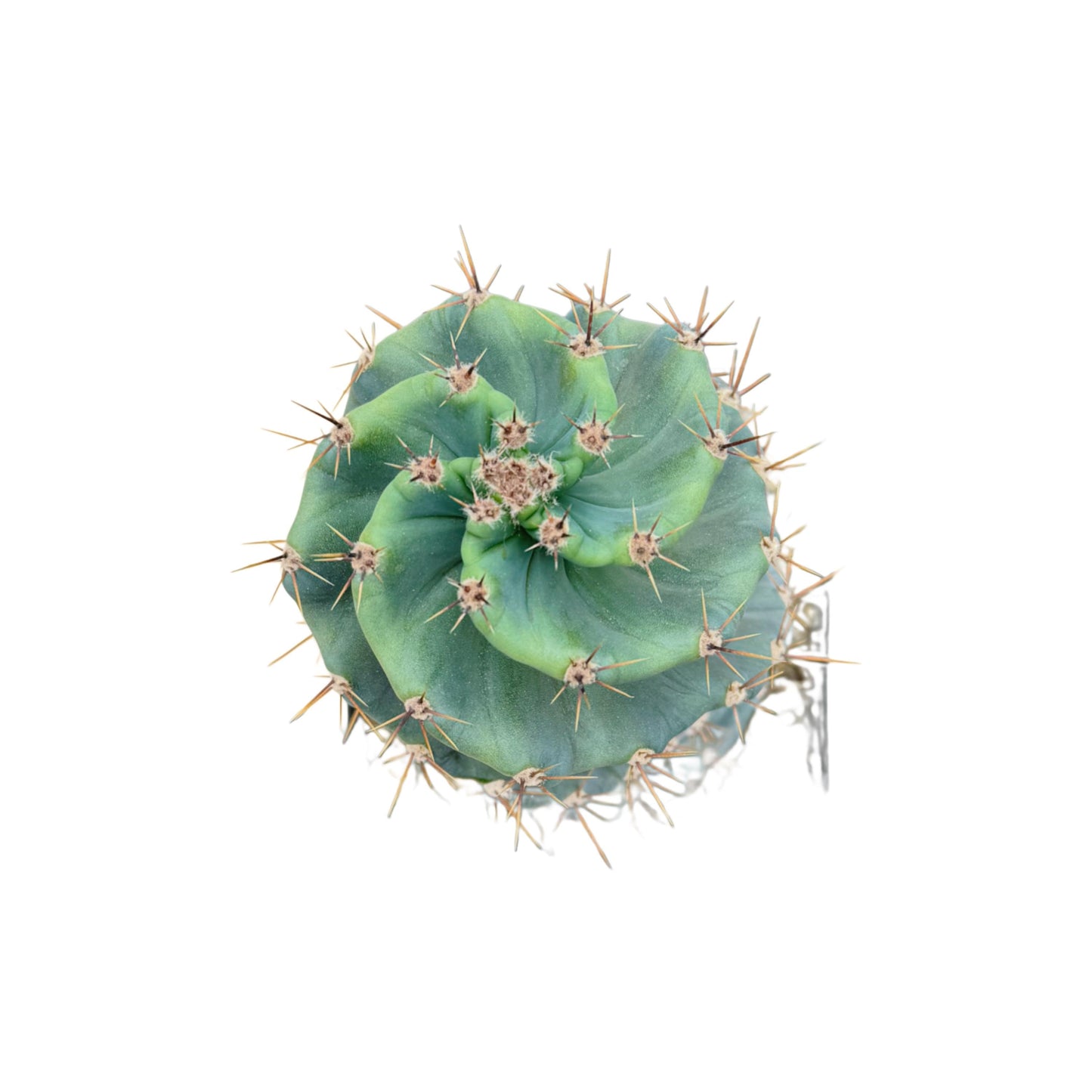 Spiral Cactus | 4 inch Pot Size | Rooted Cactus | Cereus Forbesii Spiralis | Tornado Cactus | Live Cactus Plant | Rare Plant | Rare Cactus