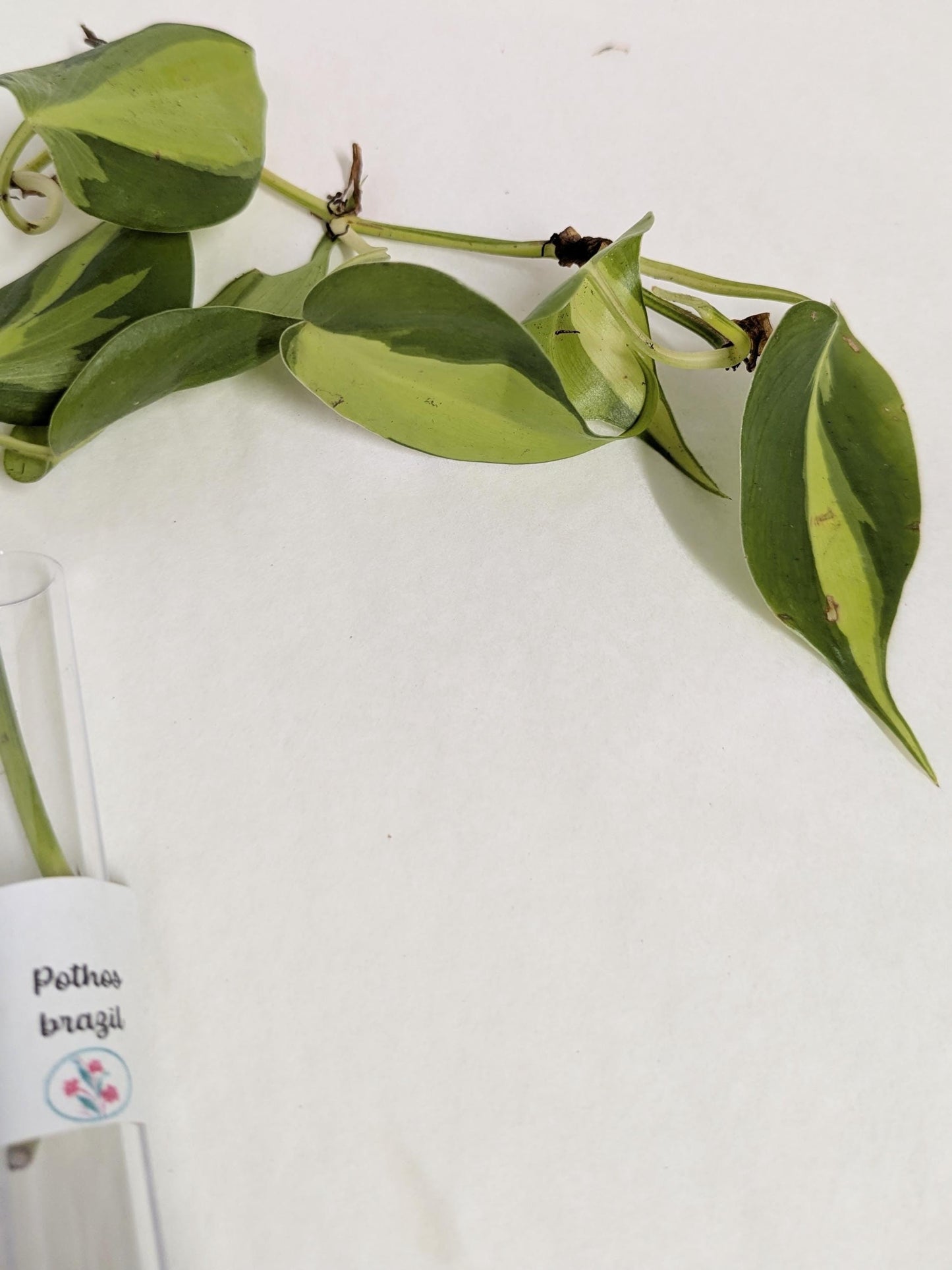 Organic Houseplant Cuttings Collection: Home Garden Plants. No CA shipping sorry.