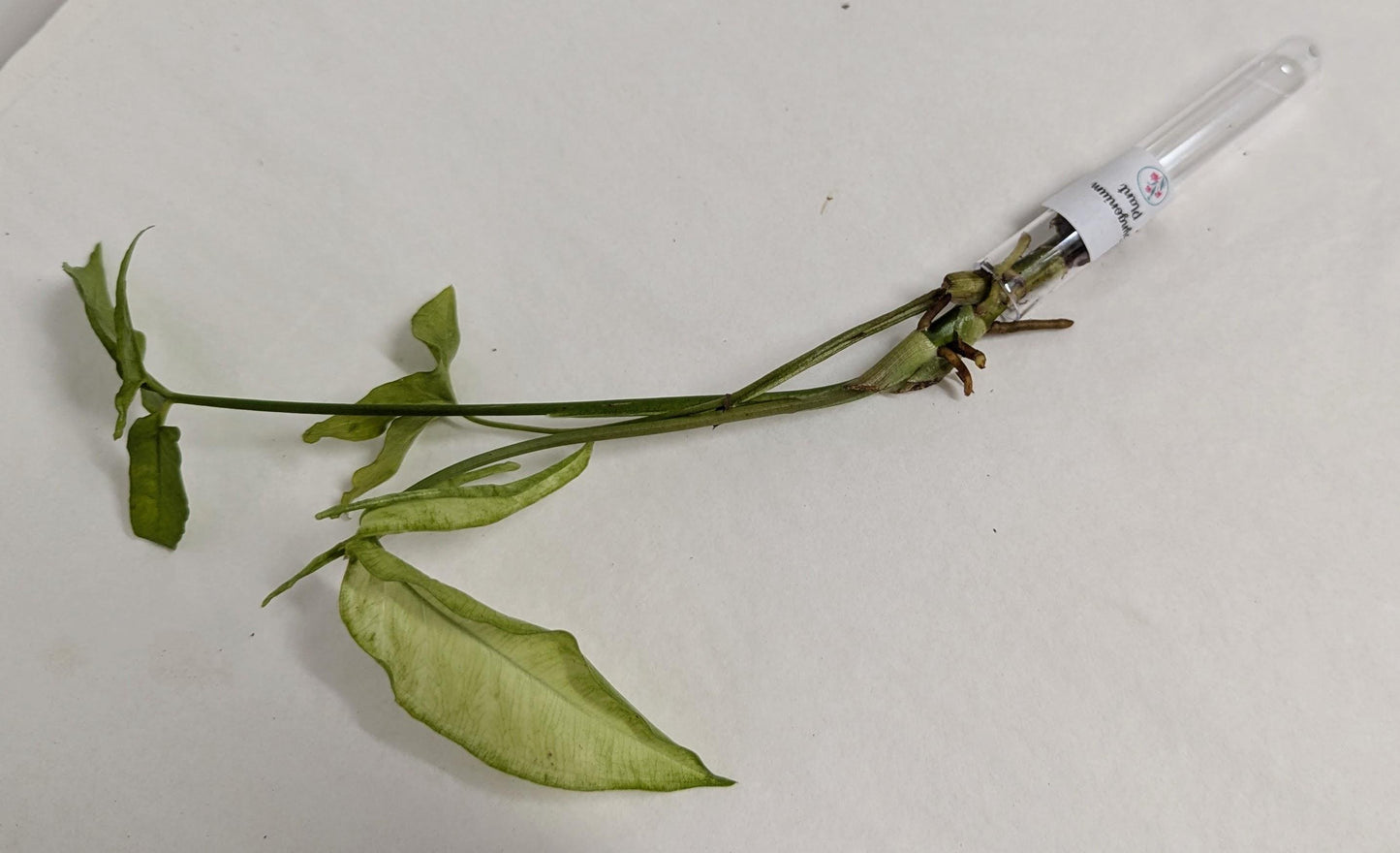 Organic Houseplant Cuttings Collection: Home Garden Plants. No CA shipping sorry.