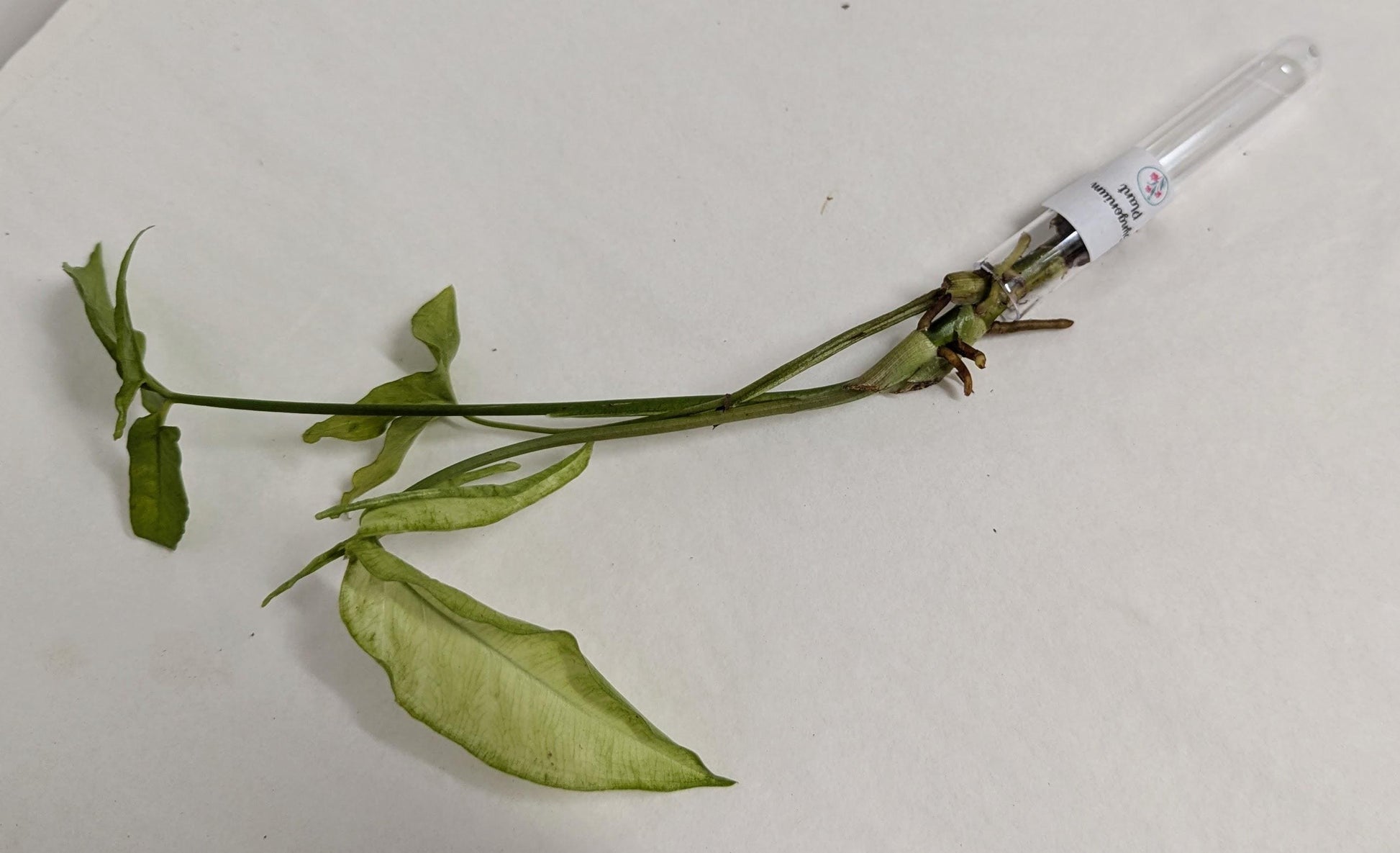 Organic Houseplant Cuttings Collection: Home Garden Plants. No CA shipping sorry.