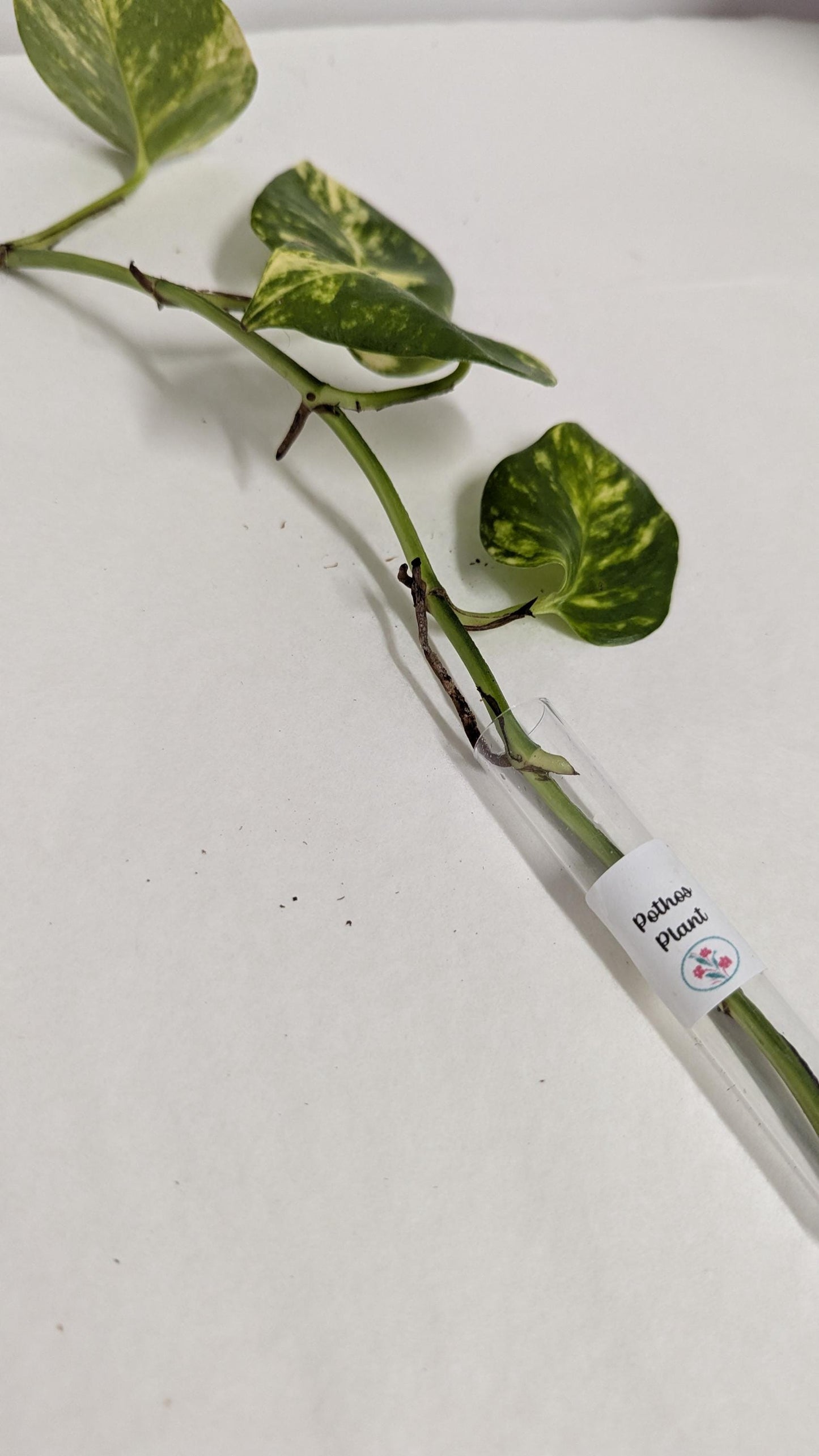 Organic Houseplant Cuttings Collection: Home Garden Plants. No CA shipping sorry.