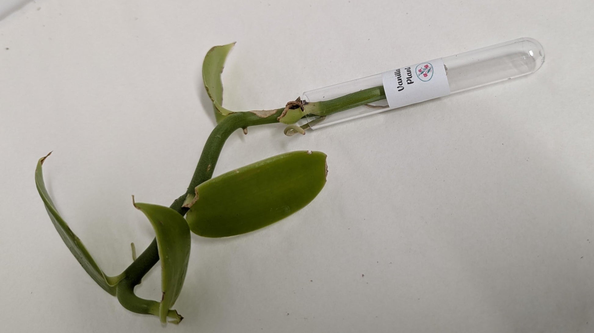 Organic Houseplant Cuttings Collection: Home Garden Plants. No CA shipping sorry.
