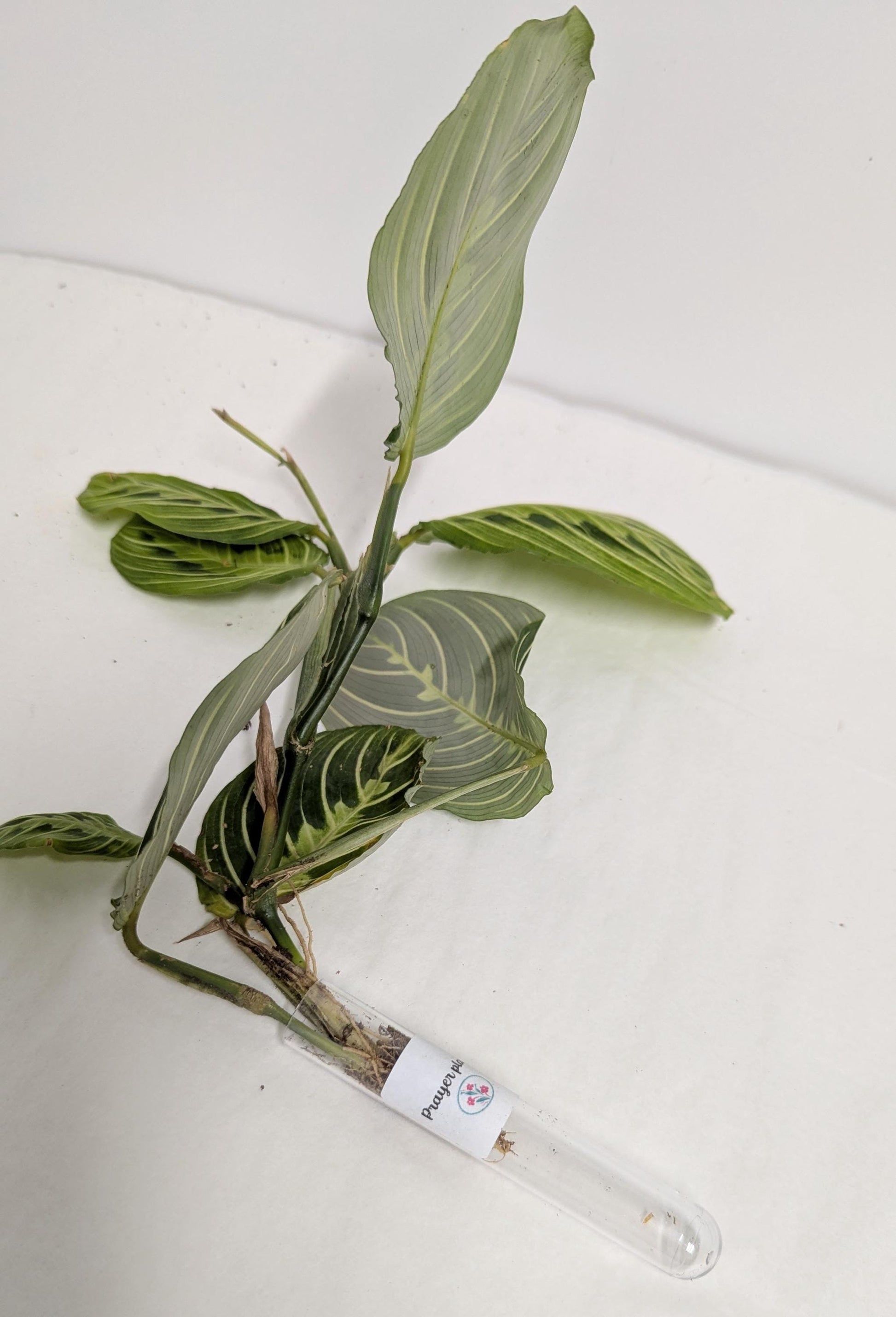 Organic Houseplant Cuttings Collection: Home Garden Plants. No CA shipping sorry.