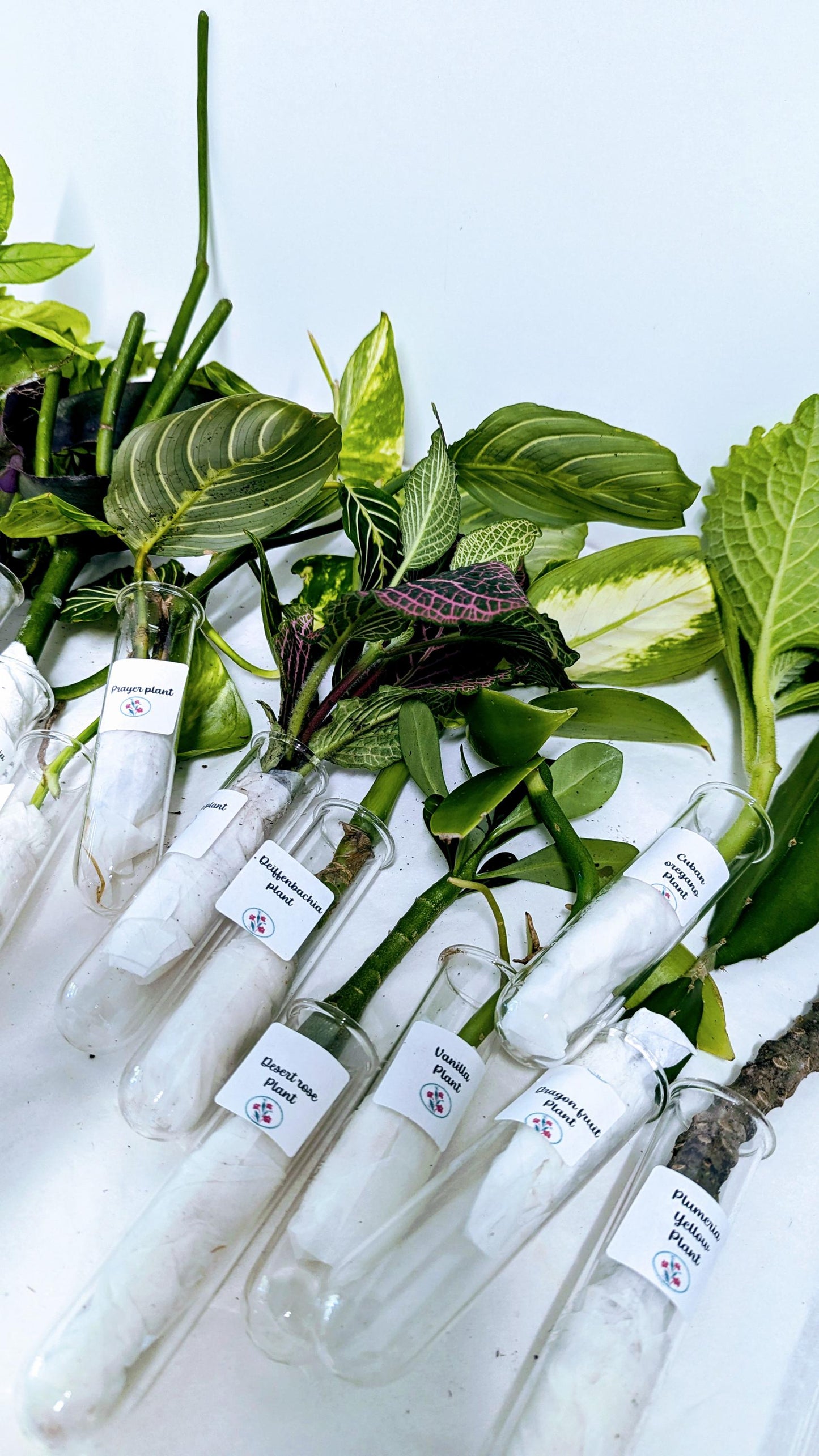 Organic Houseplant Cuttings Collection: Home Garden Plants. No CA shipping sorry.