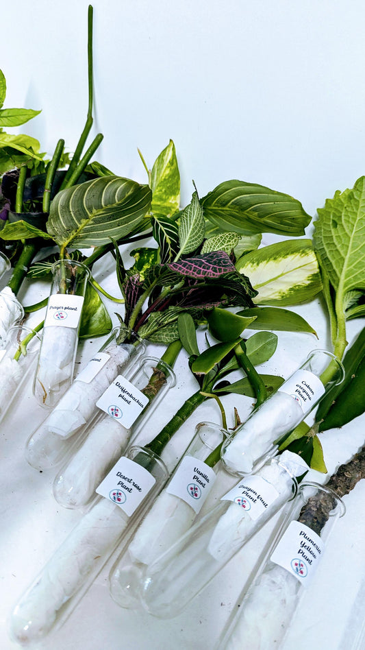 Organic Houseplant Cuttings Collection: Home Garden Plants. No CA shipping sorry.