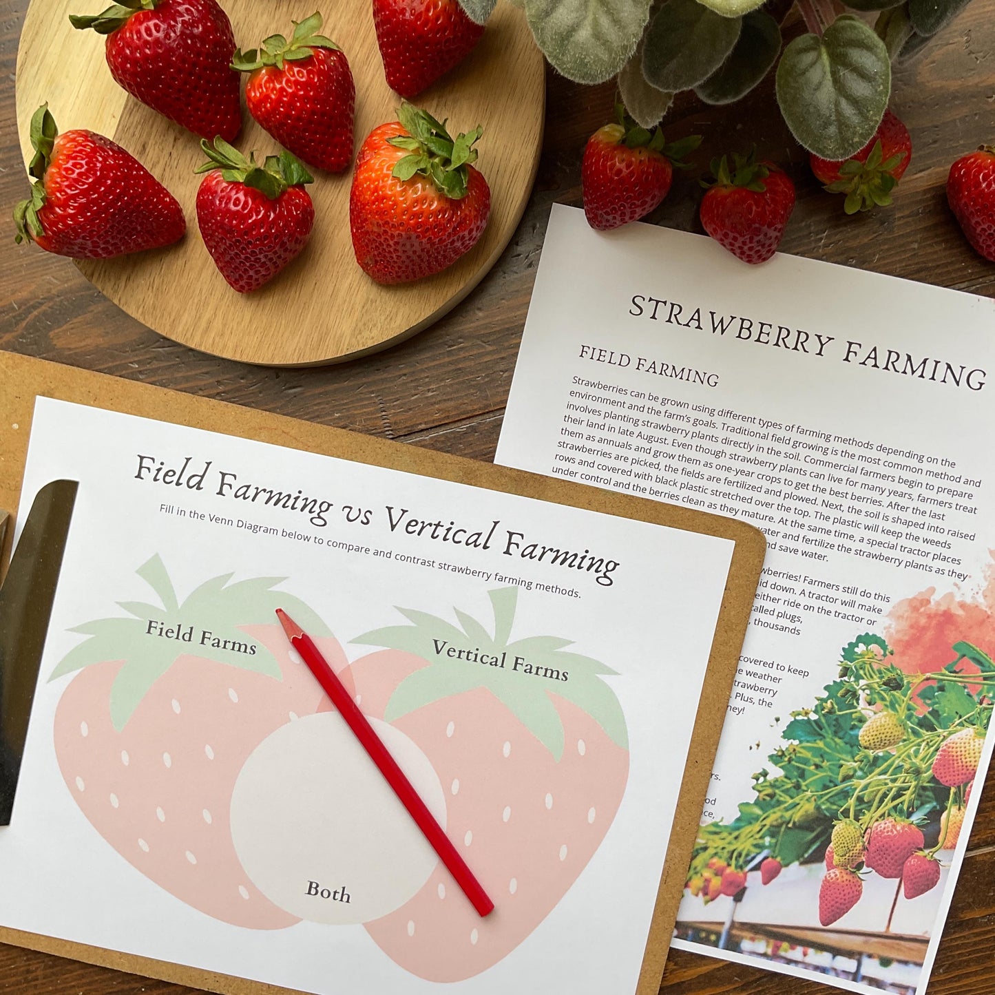 Strawberry Unit - Looking Glass Nature Study | Summer Unit | Homeschool Printable