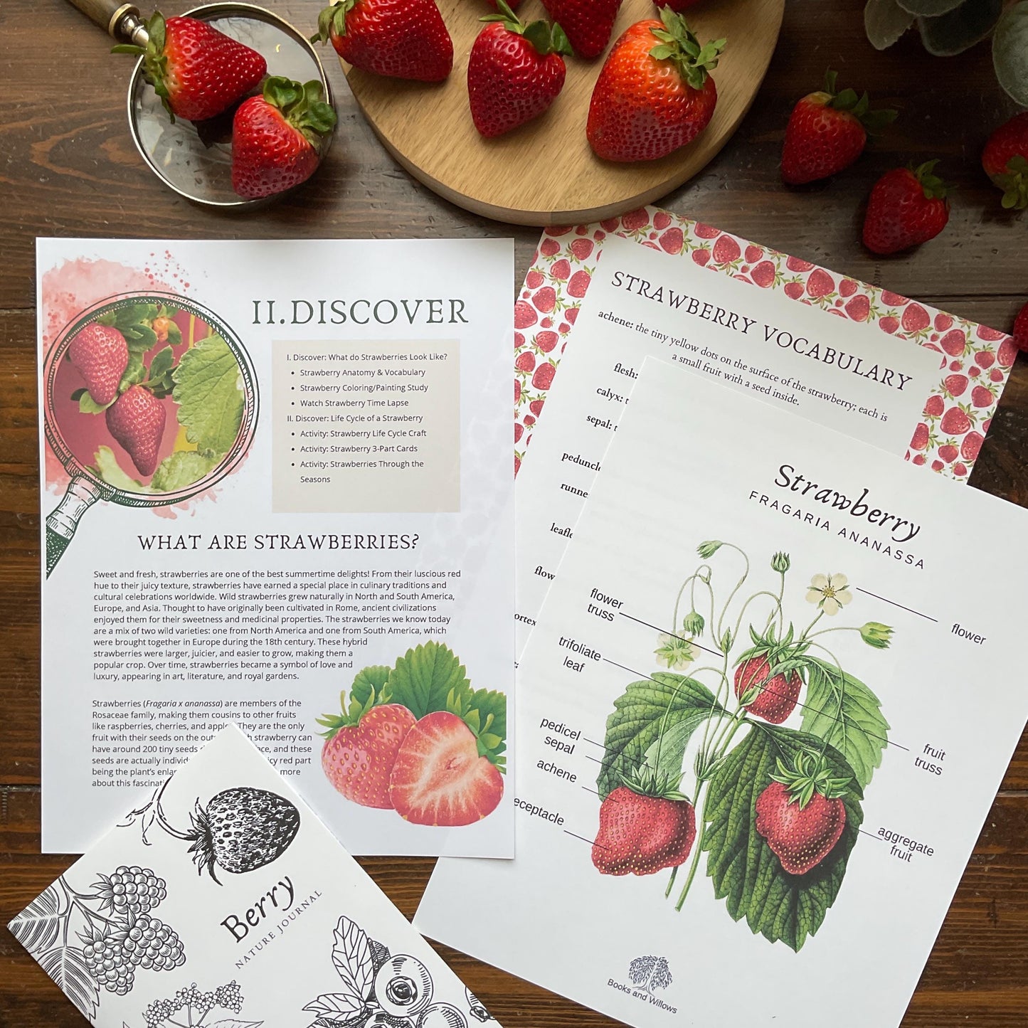 Strawberry Unit - Looking Glass Nature Study | Summer Unit | Homeschool Printable