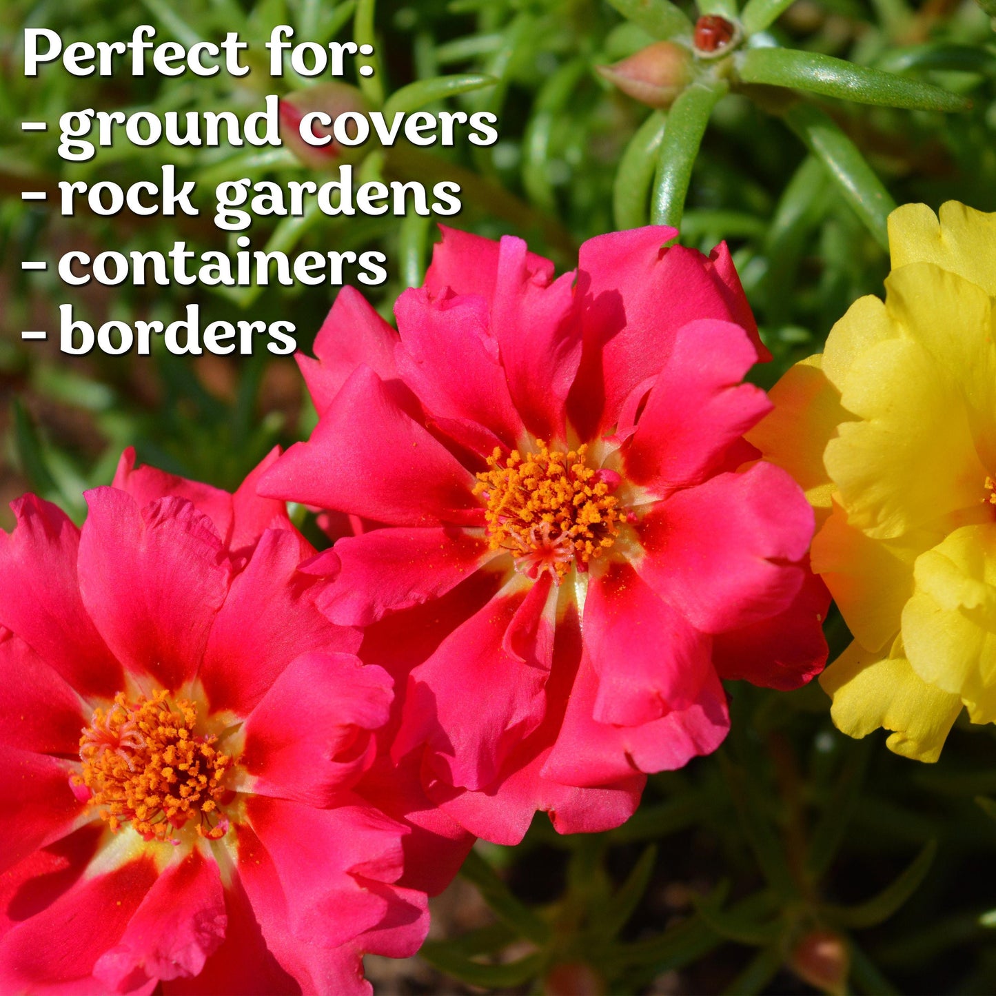 2000 PCS - Mix Double Moss Rose Seeds for Planting (Portulaca Grandiflora) - Non-GMO Heirloom Seeds, Purslane Flower Seeds for Planting