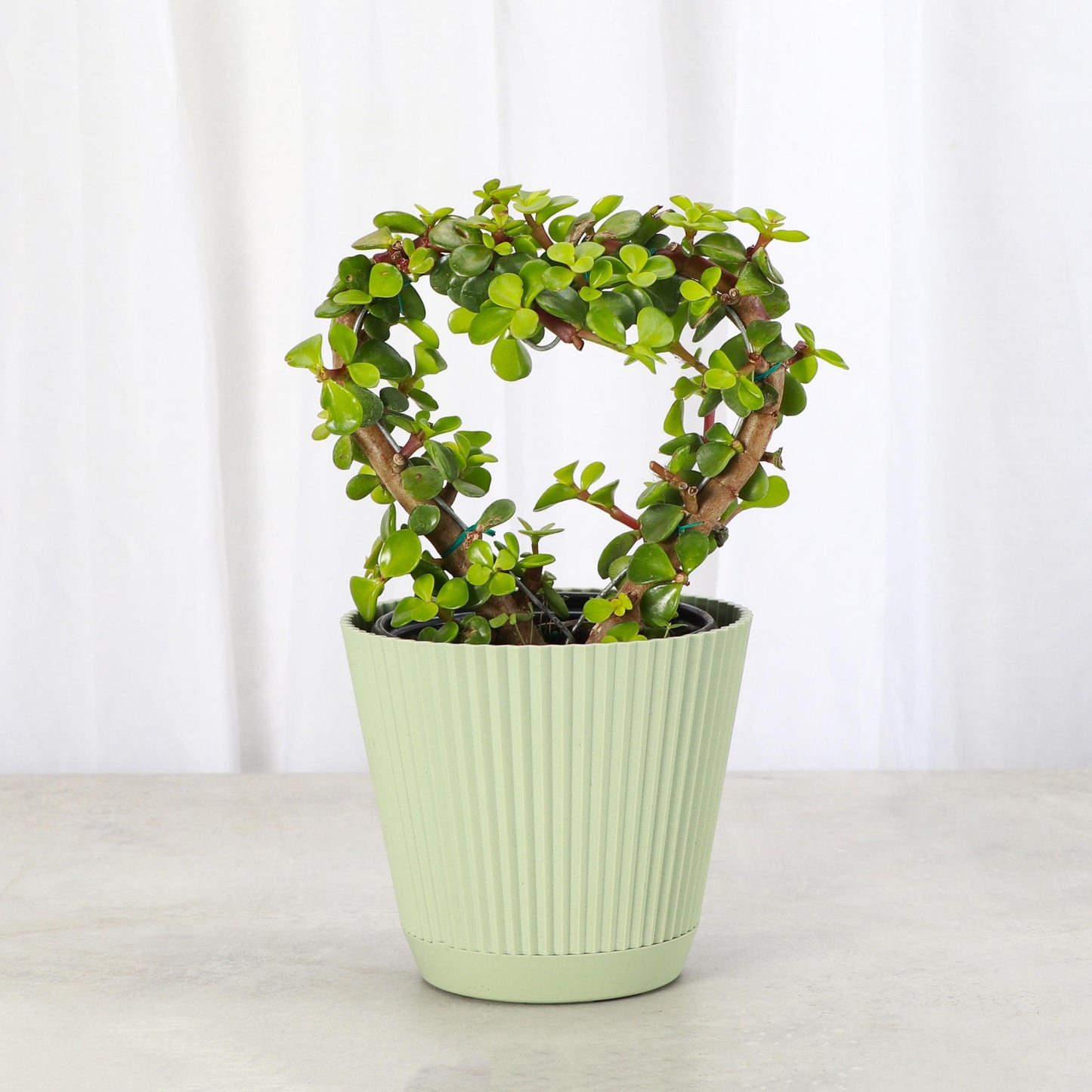 Jade Heart Bonsai | 4" Diameter Plant | Live Houseplant | Thorsen's Greenhouse