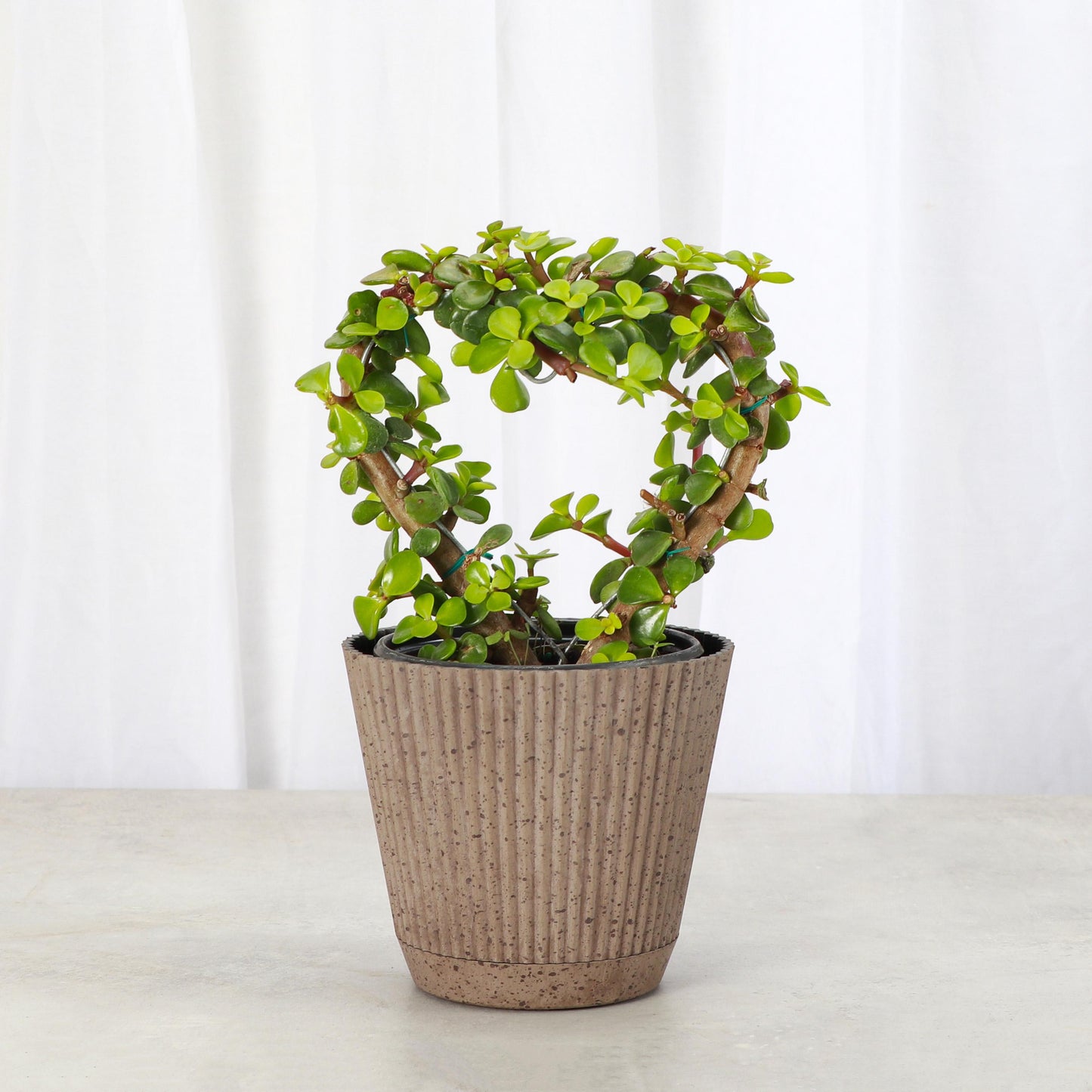 Jade Heart Bonsai | 4" Diameter Plant | Live Houseplant | Thorsen's Greenhouse