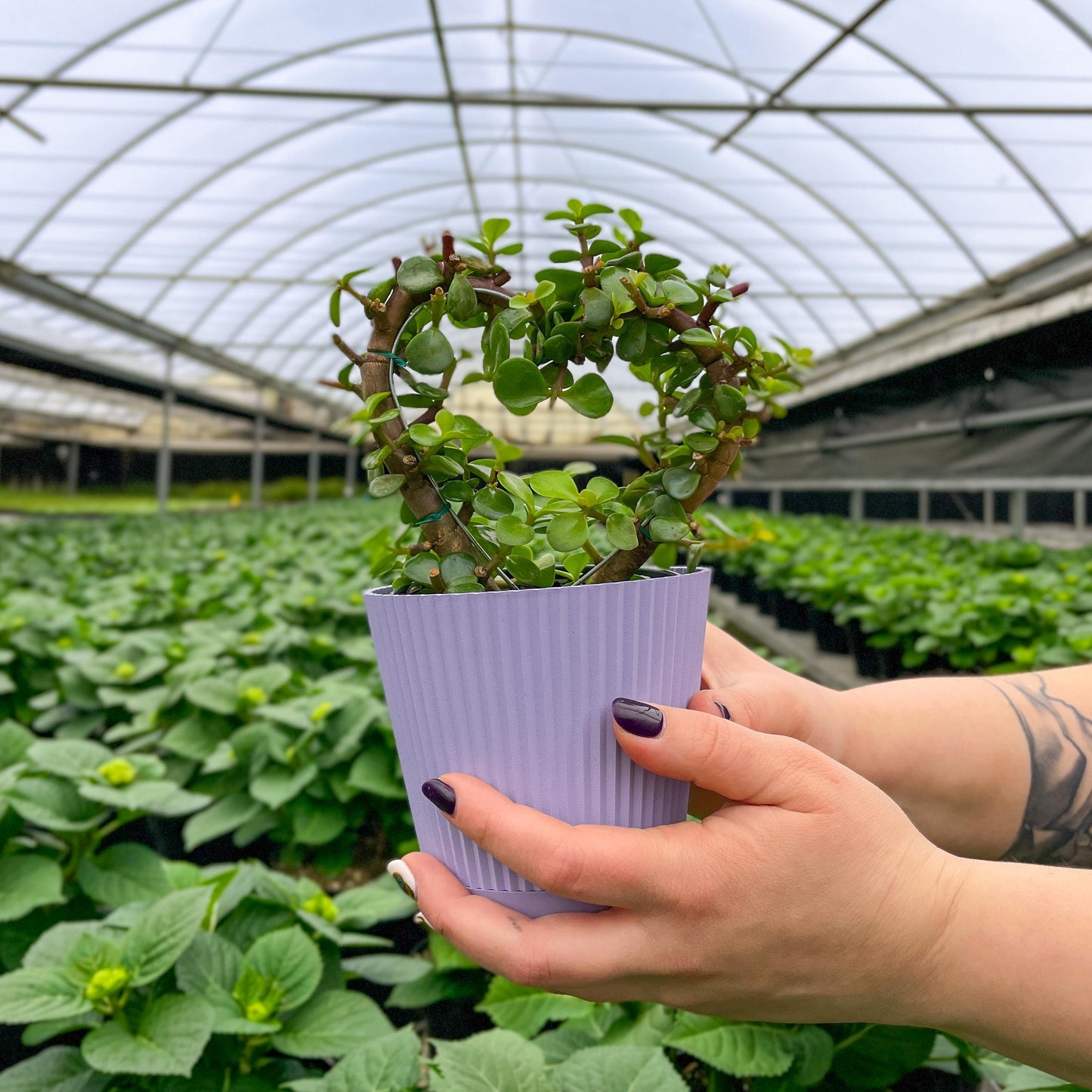 Jade Heart Bonsai | 4" Diameter Plant | Live Houseplant | Thorsen's Greenhouse