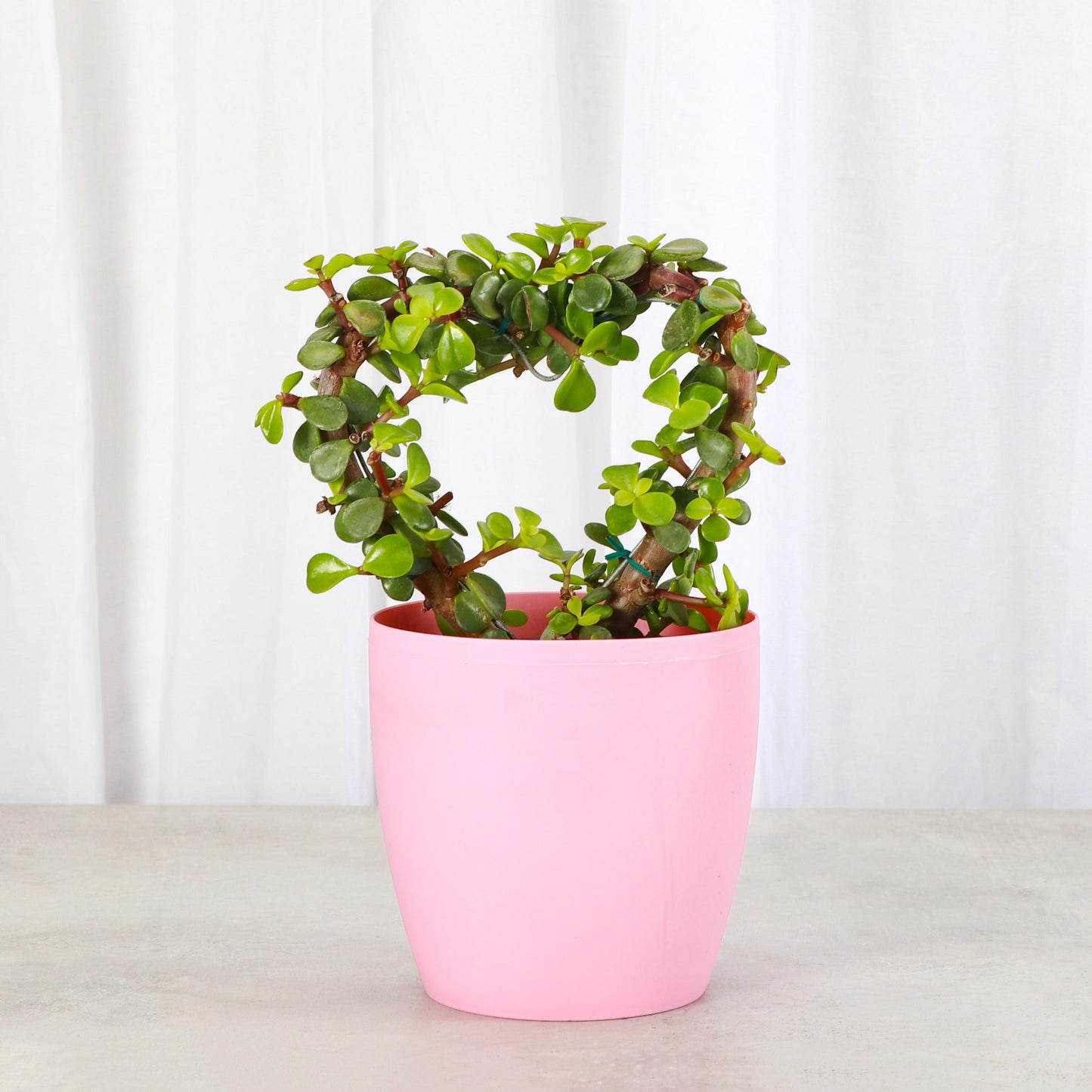 Jade Heart Bonsai | 4" Diameter Plant | Live Houseplant | Thorsen's Greenhouse
