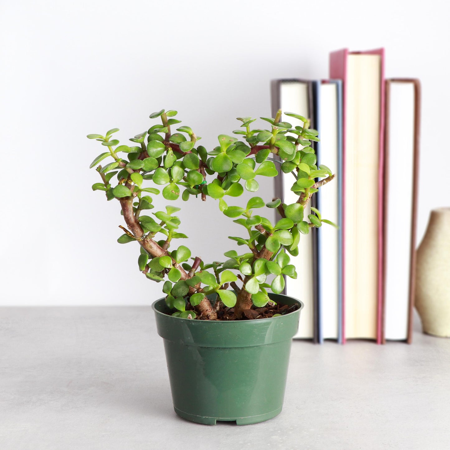 Jade Heart Bonsai | 4" Diameter Plant | Live Houseplant | Thorsen's Greenhouse
