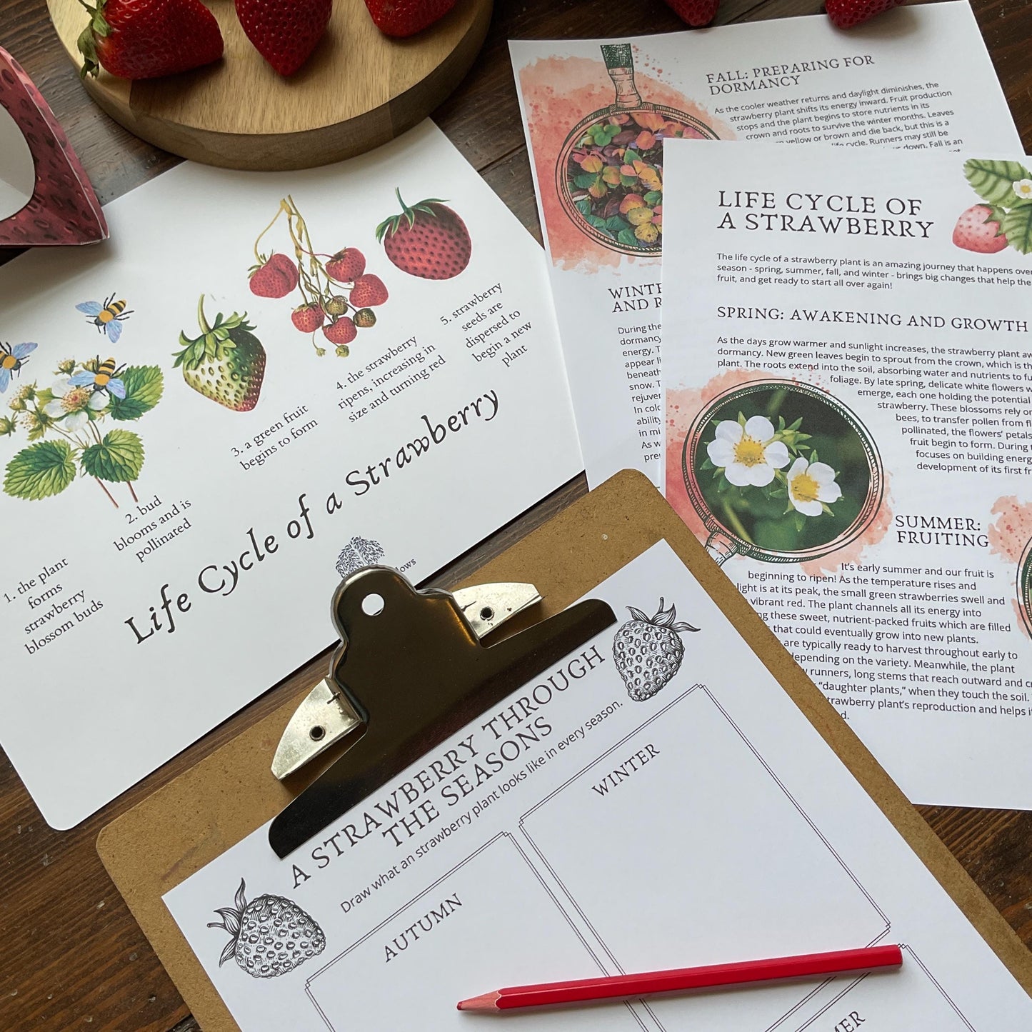 Strawberry Unit - Looking Glass Nature Study | Summer Unit | Homeschool Printable