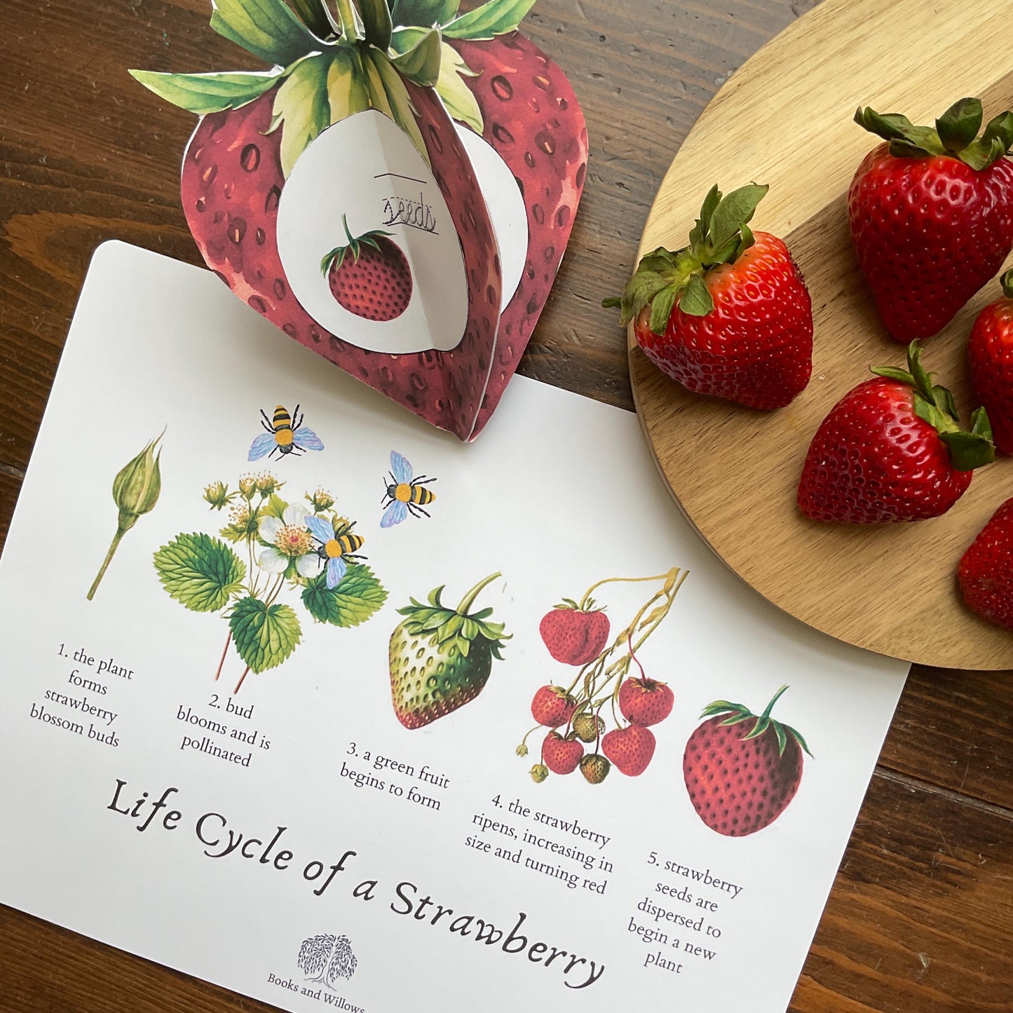 Strawberry Unit - Looking Glass Nature Study | Summer Unit | Homeschool Printable