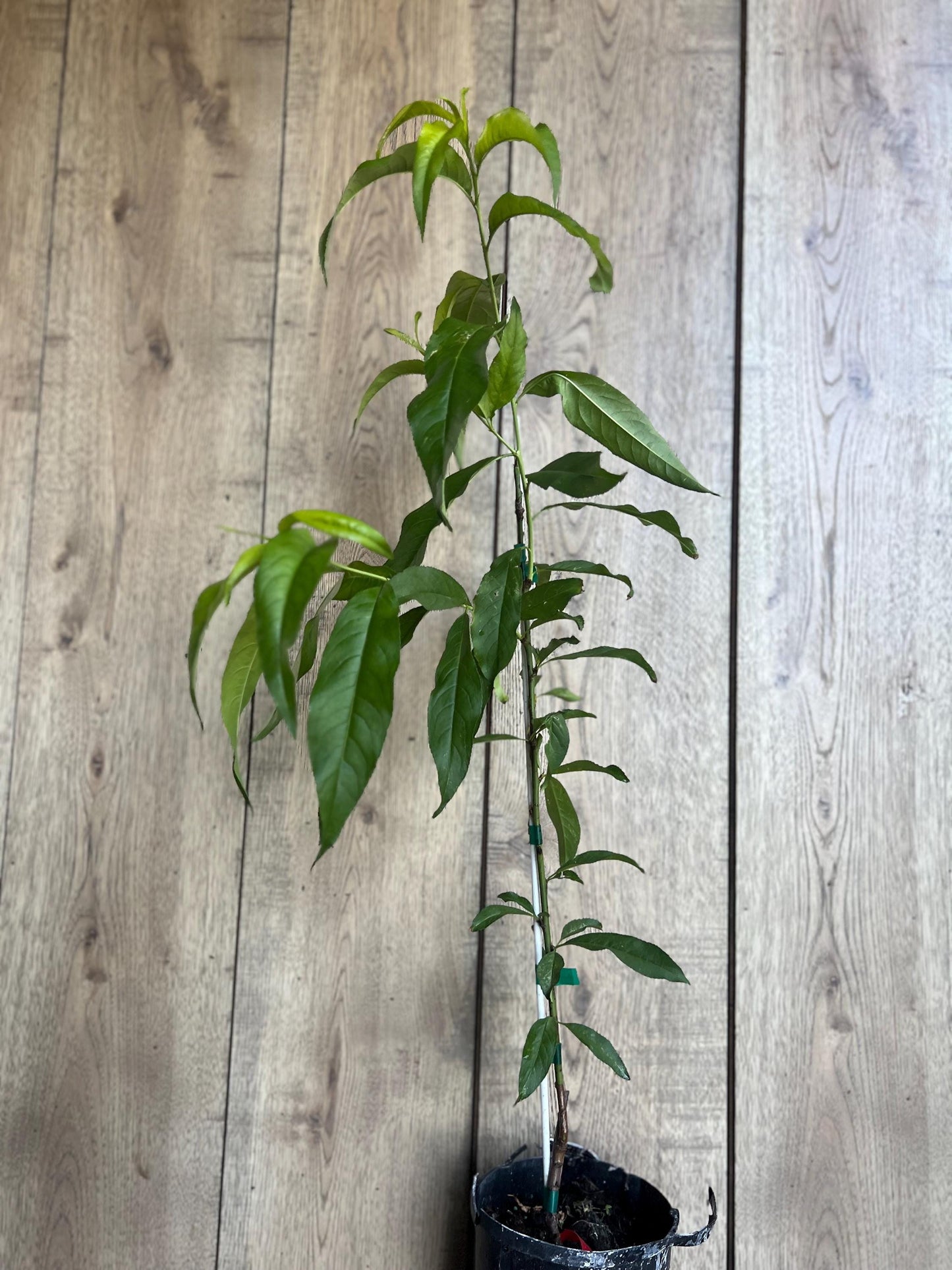 Peach Tree, Tropic Beauty Peach tree, Grafted in half gallon Pot