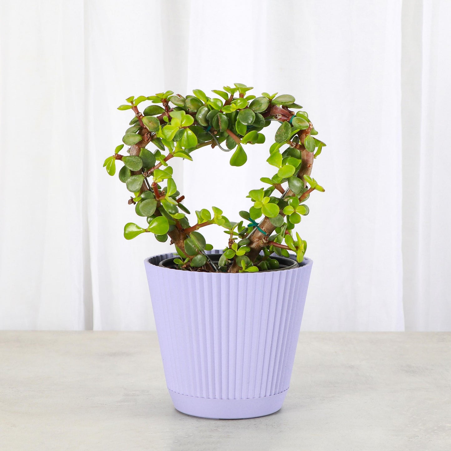 Jade Heart Bonsai | 4" Diameter Plant | Live Houseplant | Thorsen's Greenhouse