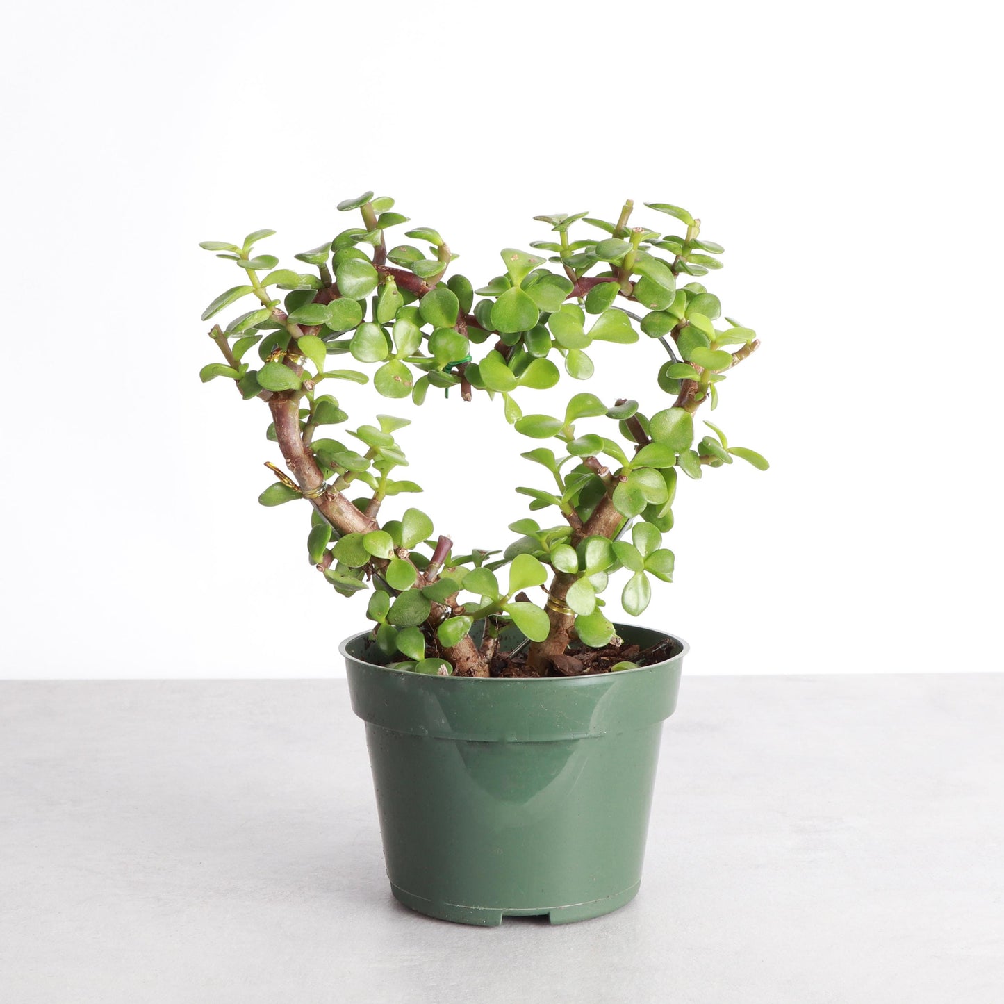 Jade Heart Bonsai | 4" Diameter Plant | Live Houseplant | Thorsen's Greenhouse