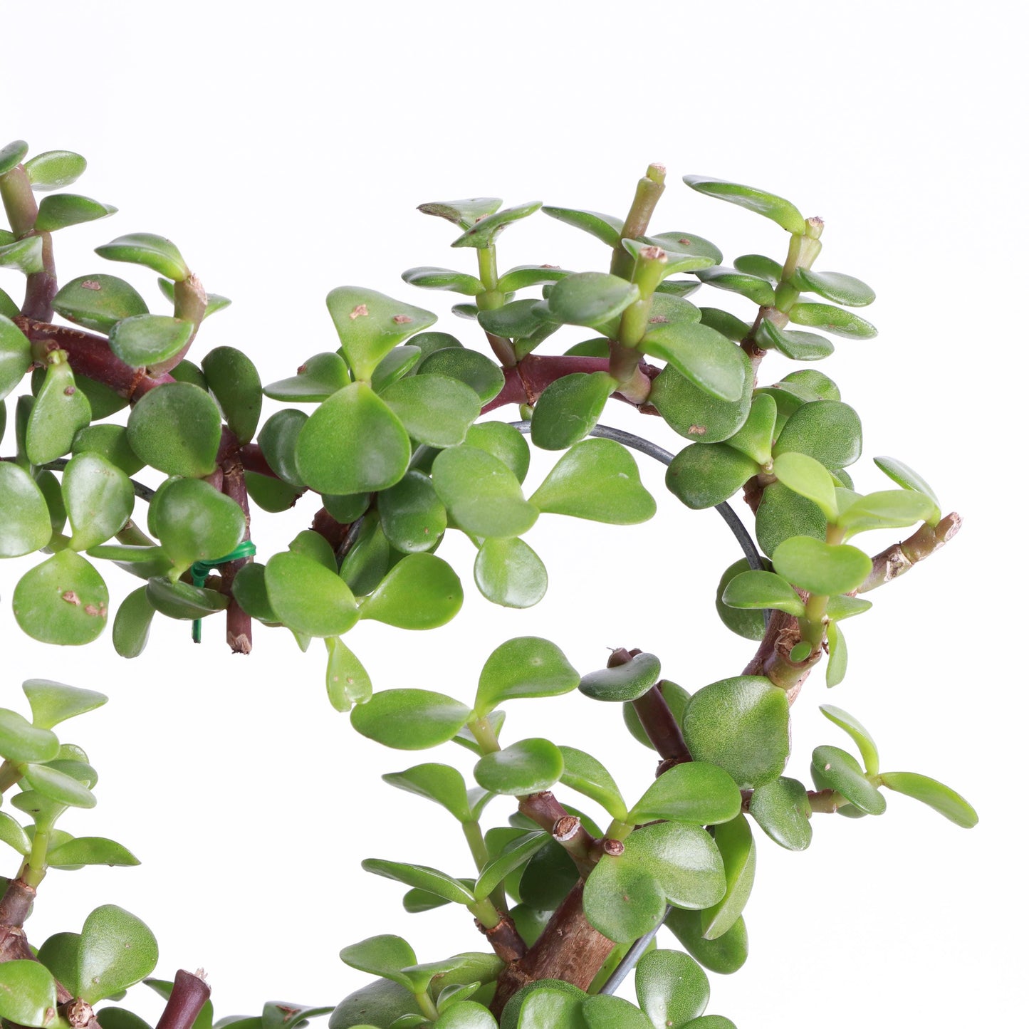 Jade Heart Bonsai | 4" Diameter Plant | Live Houseplant | Thorsen's Greenhouse