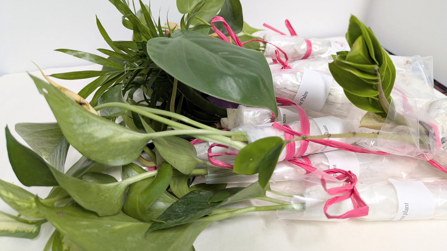 Organic Houseplant Cuttings Collection: Home Garden Plants. No CA shipping sorry.