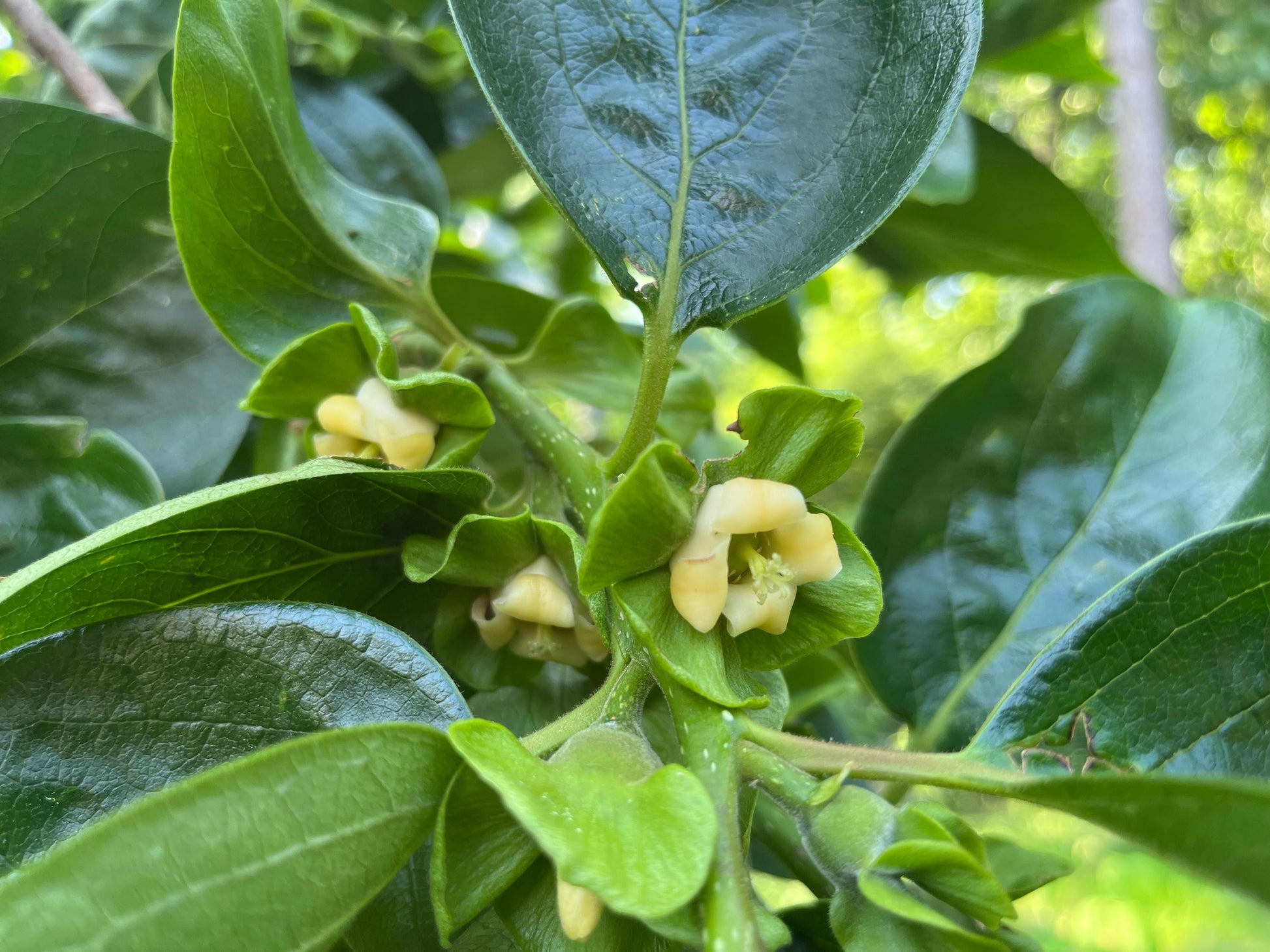 Grafting Cutting 3 pieces | Super Challenging | Fuyu Persimmon Tree Plant Edible Fruit