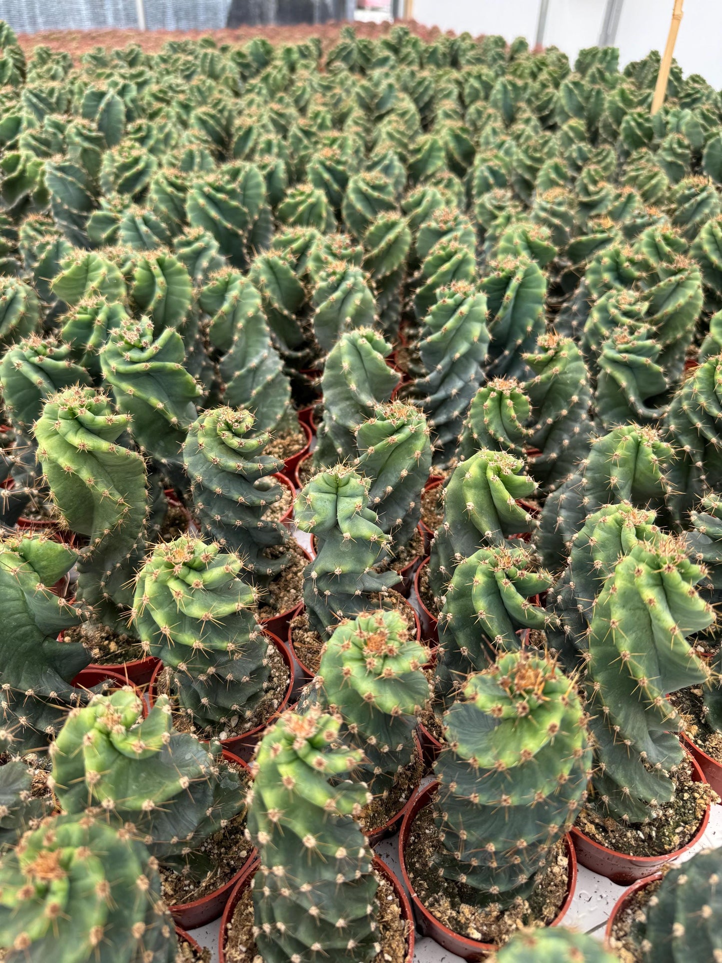 Spiral Cactus | 4 inch Pot Size | Rooted Cactus | Cereus Forbesii Spiralis | Tornado Cactus | Live Cactus Plant | Rare Plant | Rare Cactus