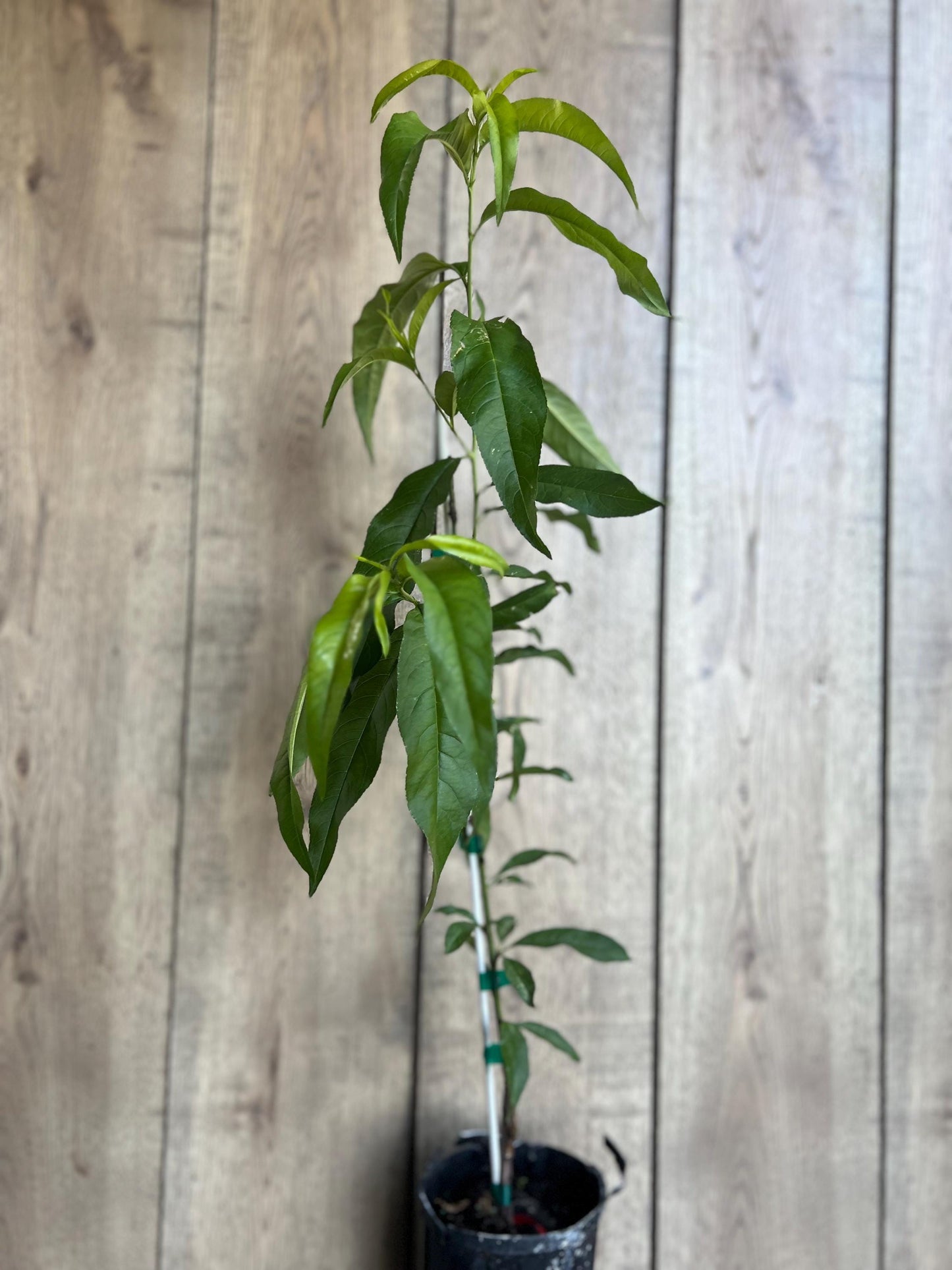 Peach Tree, Tropic Beauty Peach tree, Grafted in half gallon Pot