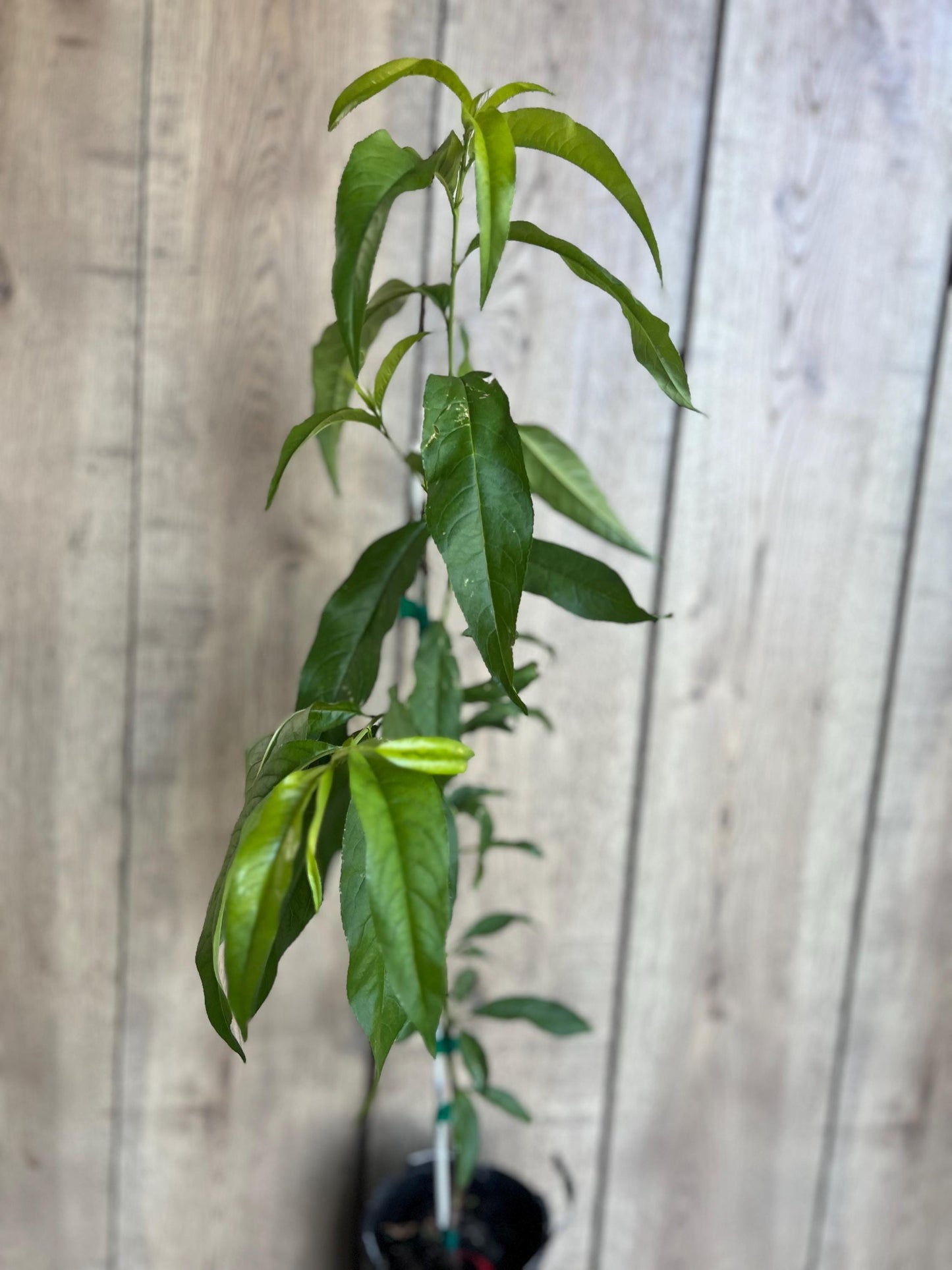 Peach Tree, Tropic Beauty Peach tree, Grafted in half gallon Pot
