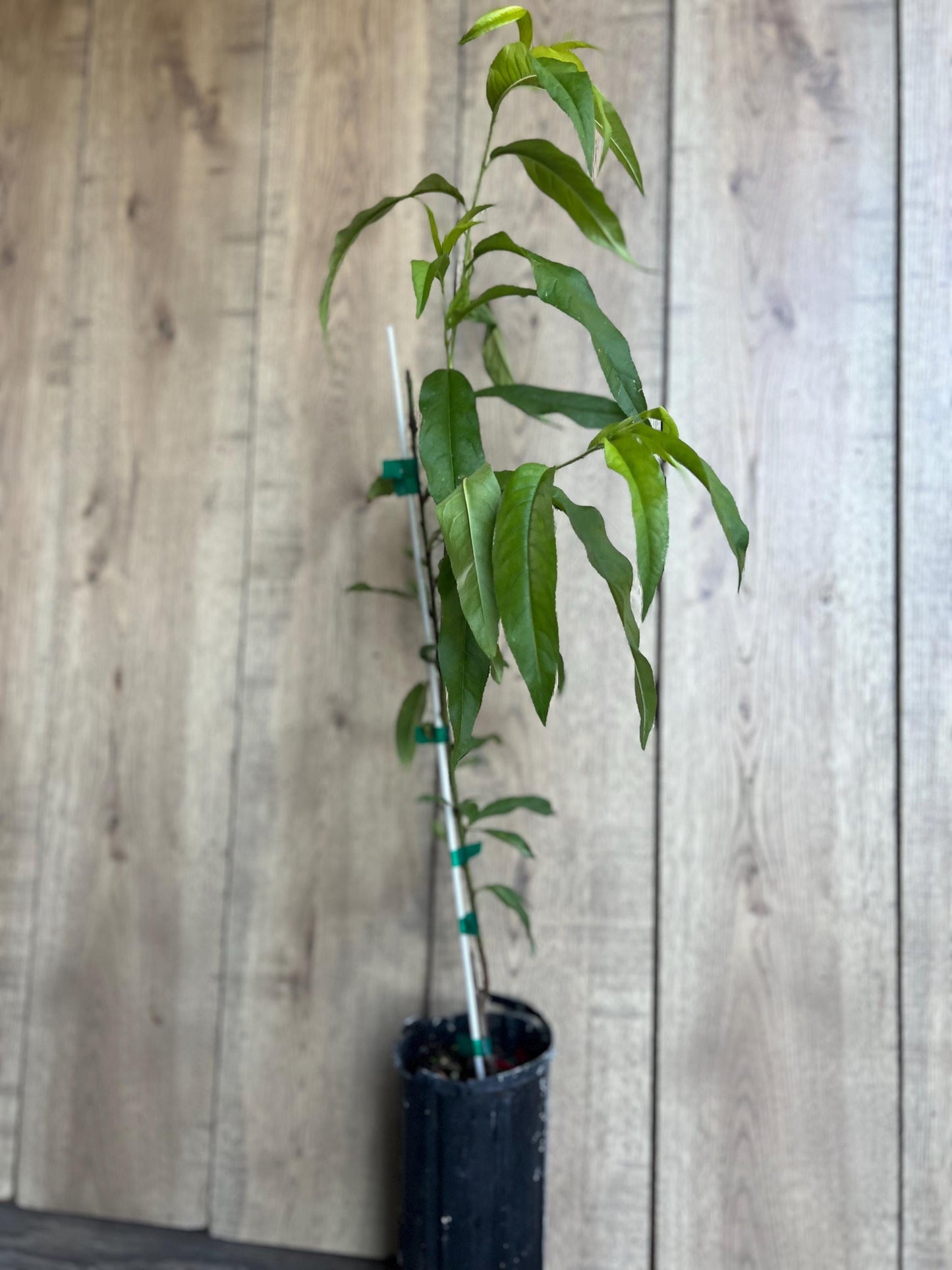 Peach Tree, Tropic Beauty Peach tree, Grafted in half gallon Pot
