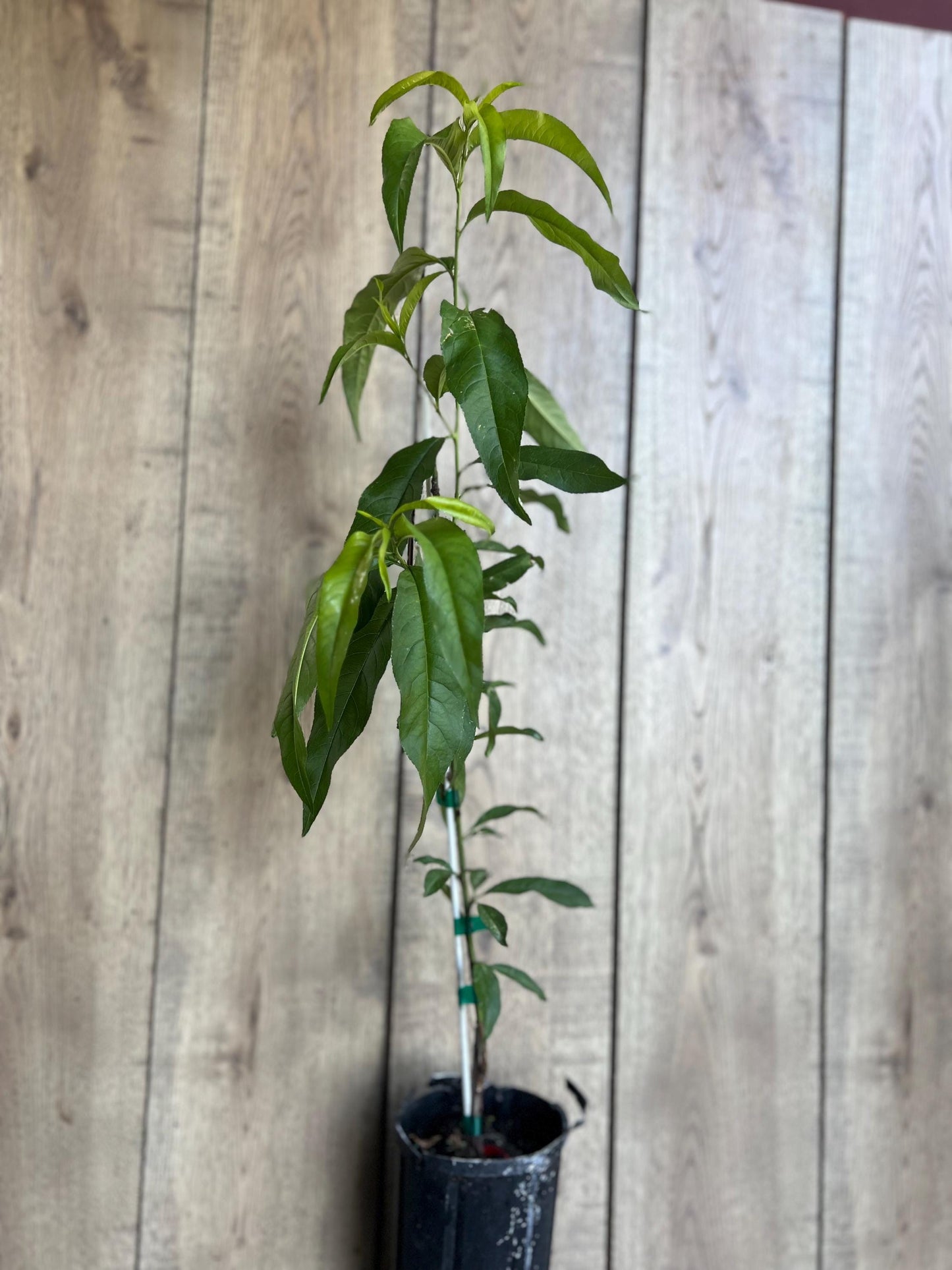 Peach Tree, Tropic Beauty Peach tree, Grafted in half gallon Pot