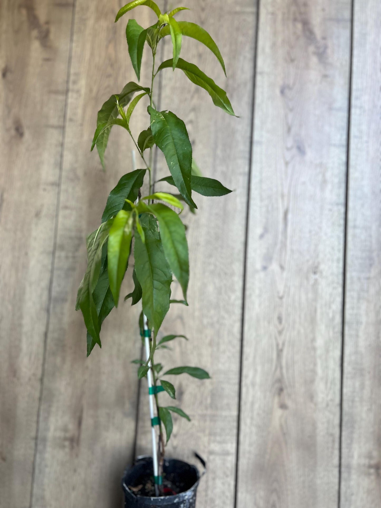 Peach Tree, Tropic Beauty Peach tree, Grafted in half gallon Pot
