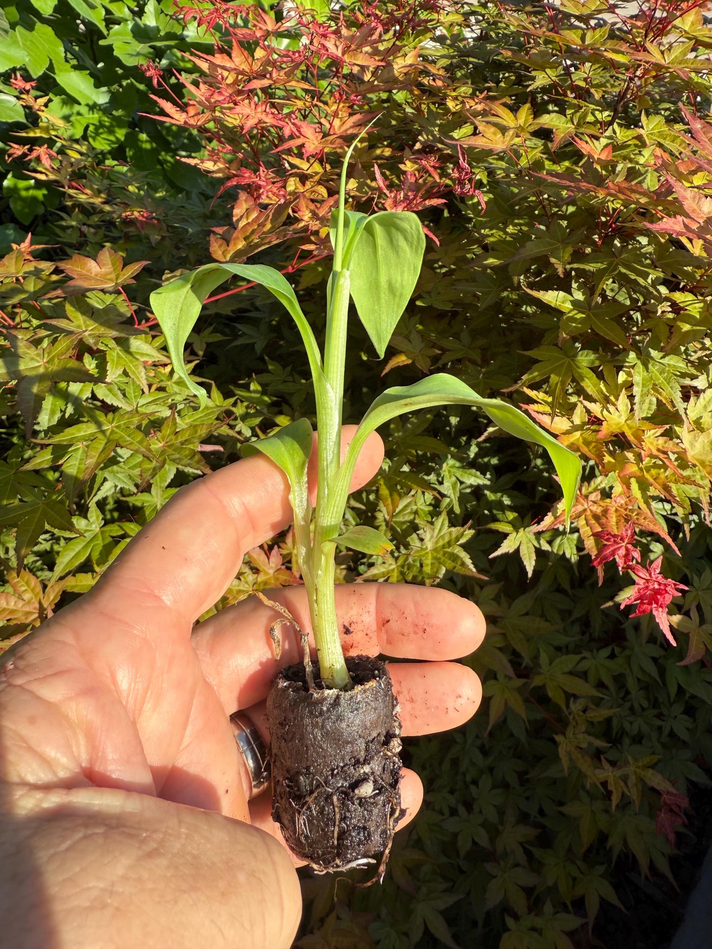 Red Dacca Banana Plant – Rare Sweet Banana Tree for Home Gardens & Tropical Growing