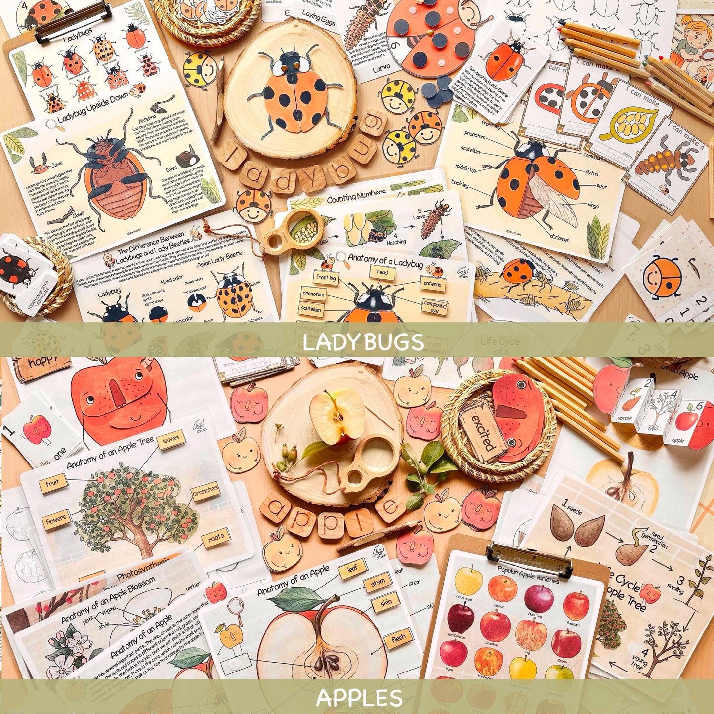 26 Unit Studies MEGA BUNDLE Homeschool Printable Charlotte Mason Toddler Busy Book Toddler Activities Nature Study Preschool Curriculum