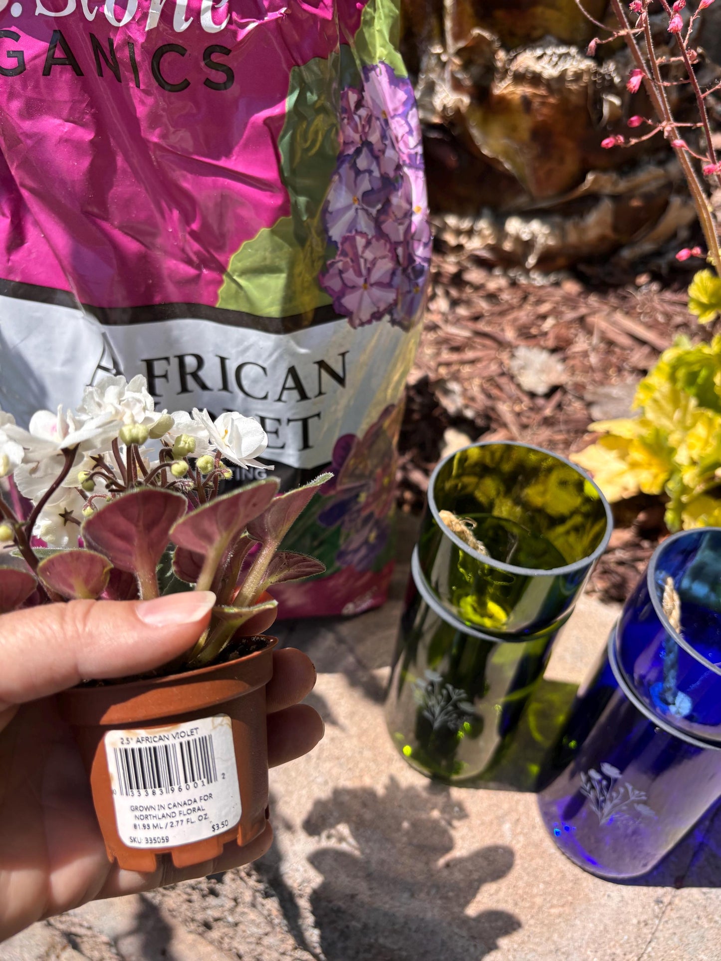 Etched African Violet Wine Bottle Hydro Planter (1) One - (Self Watering) Eco Friendly, Grow Indoors, Eco Planter, DIY Planter Kit