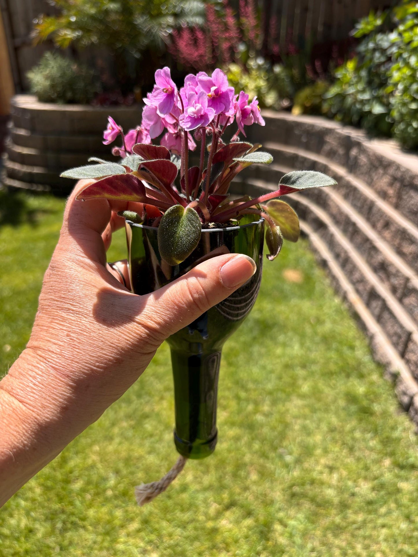 Etched African Violet Wine Bottle Hydro Planter (1) One - (Self Watering) Eco Friendly, Grow Indoors, Eco Planter, DIY Planter Kit