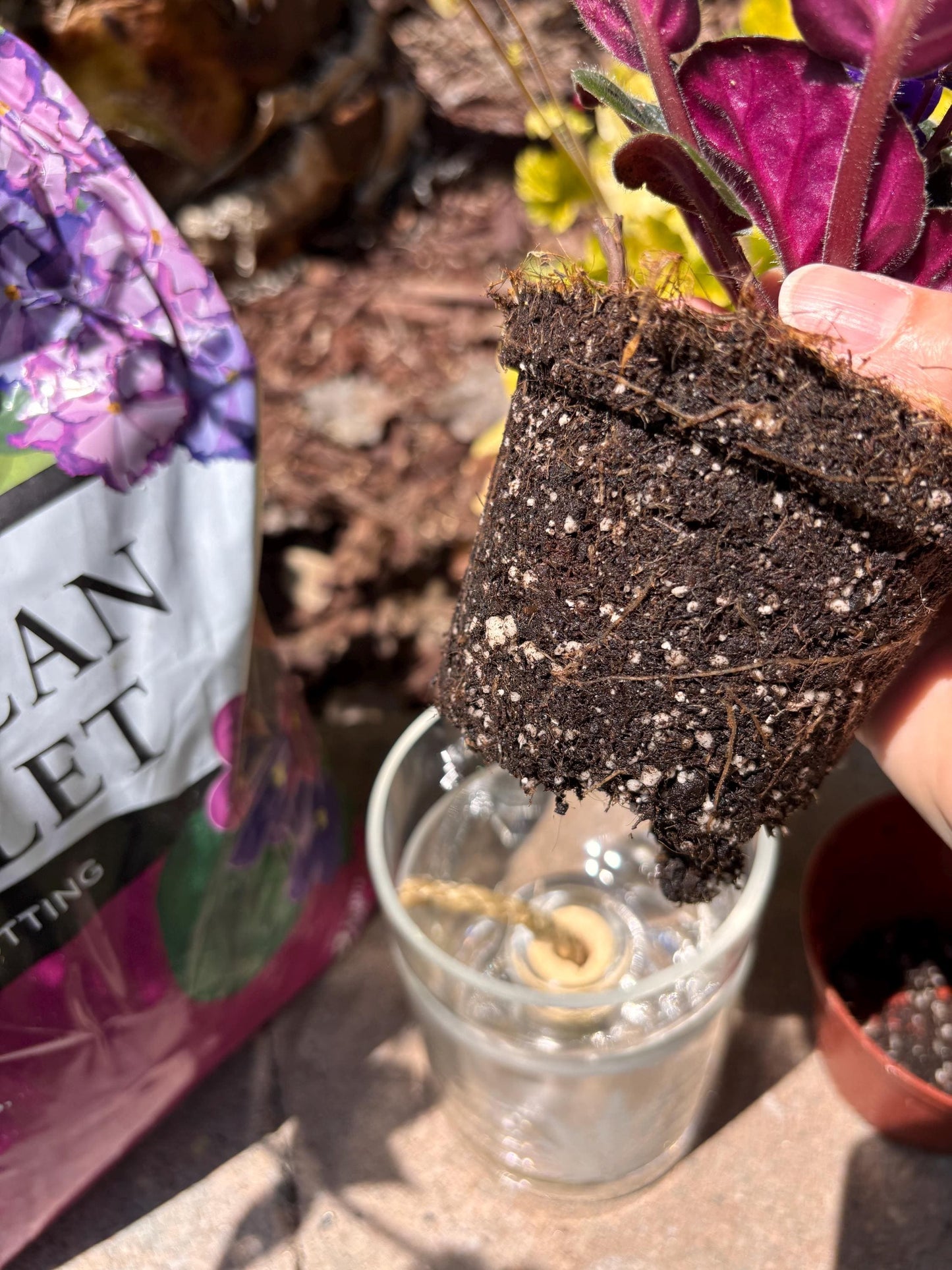 Etched African Violet Clear Vodka Bottle Hydro Planter (1) One - (Self Watering) Eco Friendly, Grow Indoors, Eco Planter, DIY Planter Kit