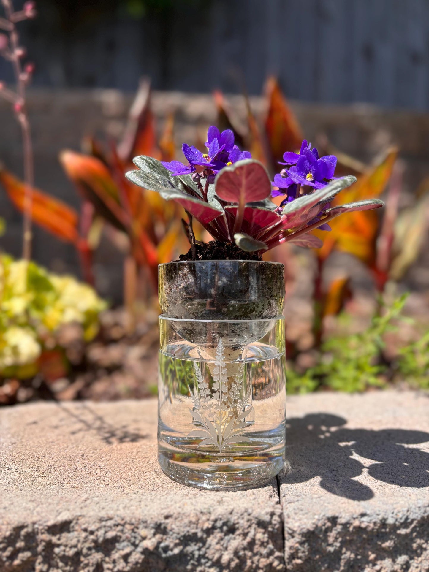 Etched African Violet Clear Vodka Bottle Hydro Planter (1) One - (Self Watering) Eco Friendly, Grow Indoors, Eco Planter, DIY Planter Kit