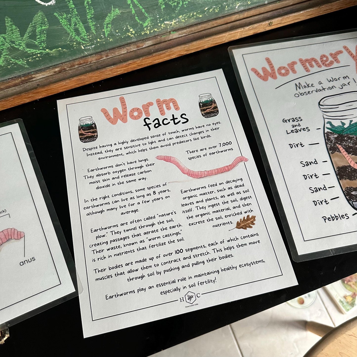Anatomy of a Worm and Wormery activity with record | Charlotte Mason Nature Educational Printable