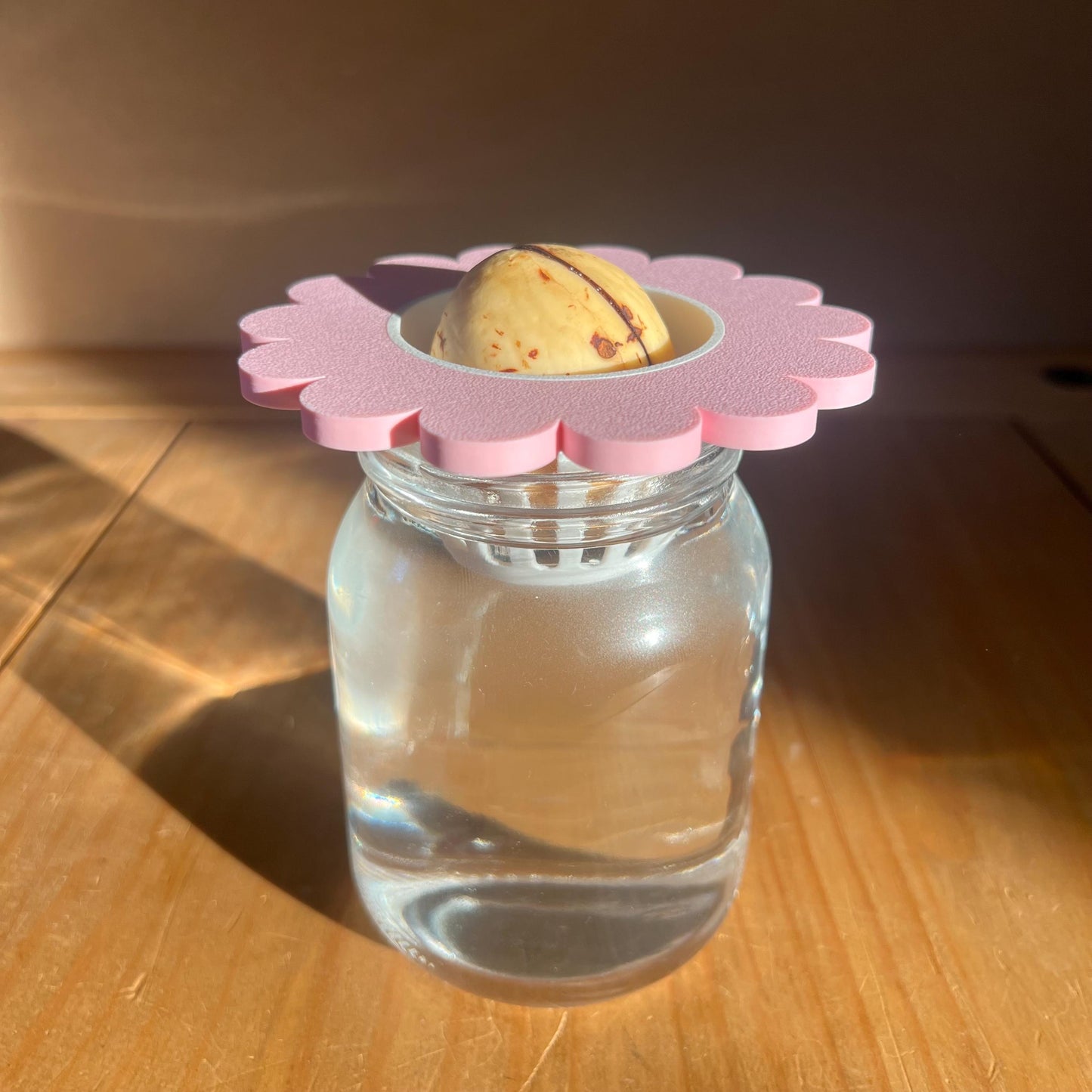 Propagation Cone for Mason Jars | Avocado Seed Sprouter | Cute Flower Lid
