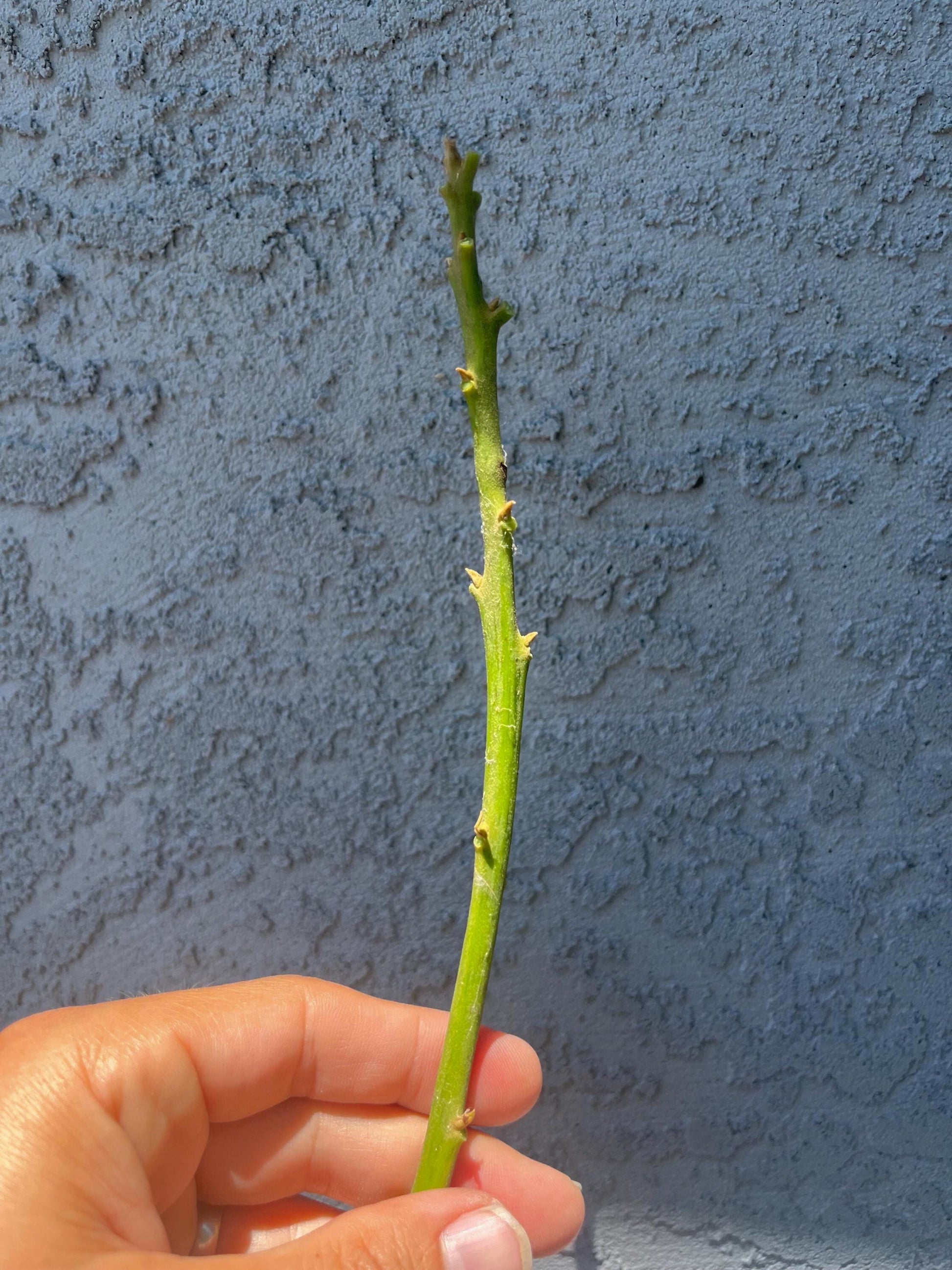 Avocado Scions/Cuttings (Budwood) for grafting