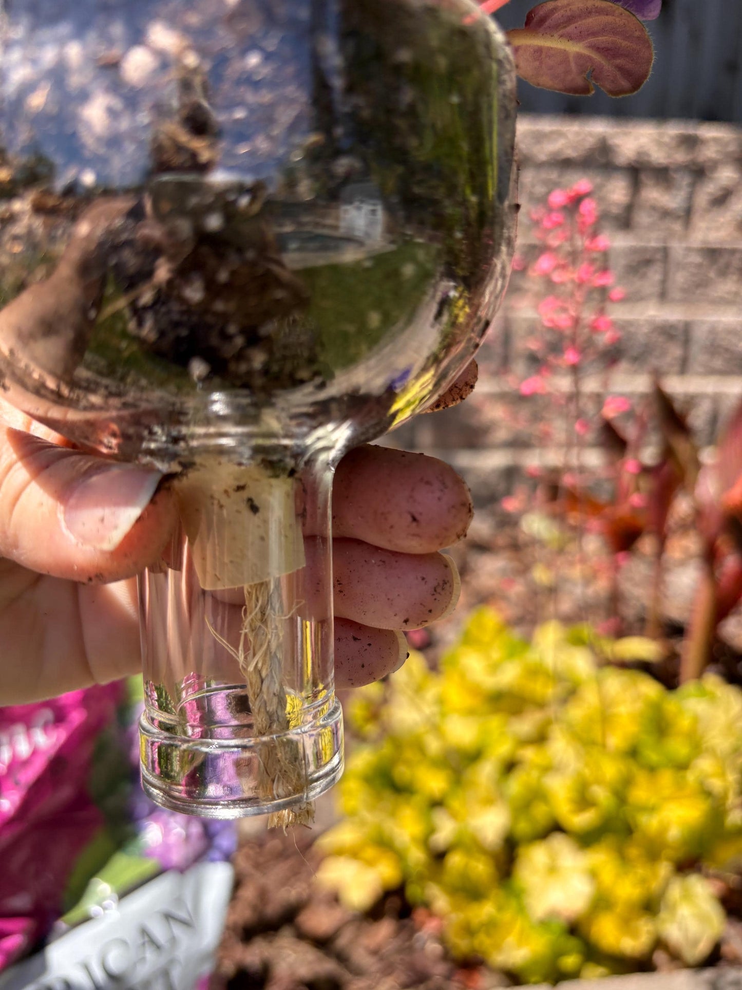 Etched African Violet Clear Vodka Bottle Hydro Planter (1) One - (Self Watering) Eco Friendly, Grow Indoors, Eco Planter, DIY Planter Kit