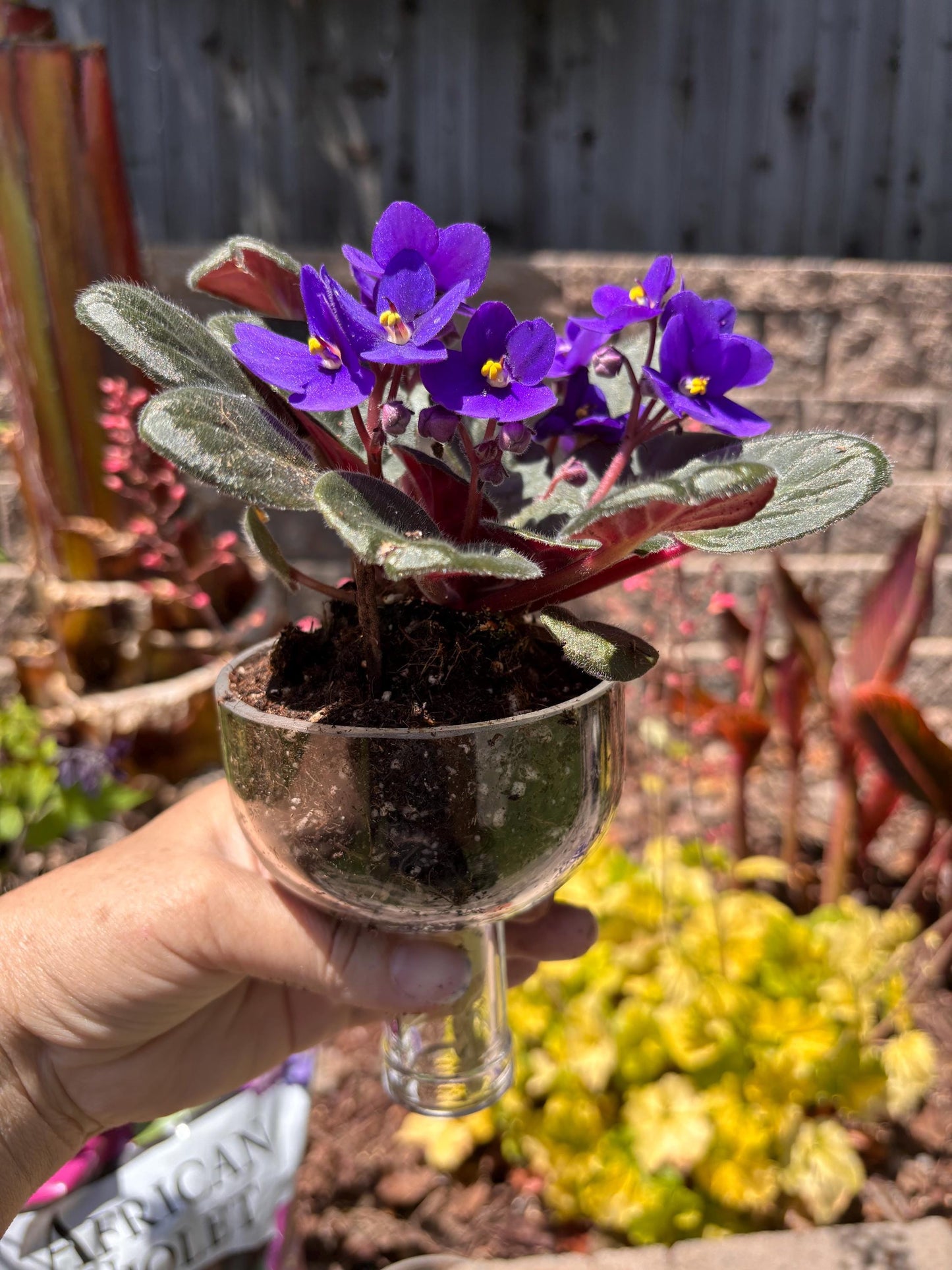 Etched African Violet Clear Vodka Bottle Hydro Planter (1) One - (Self Watering) Eco Friendly, Grow Indoors, Eco Planter, DIY Planter Kit