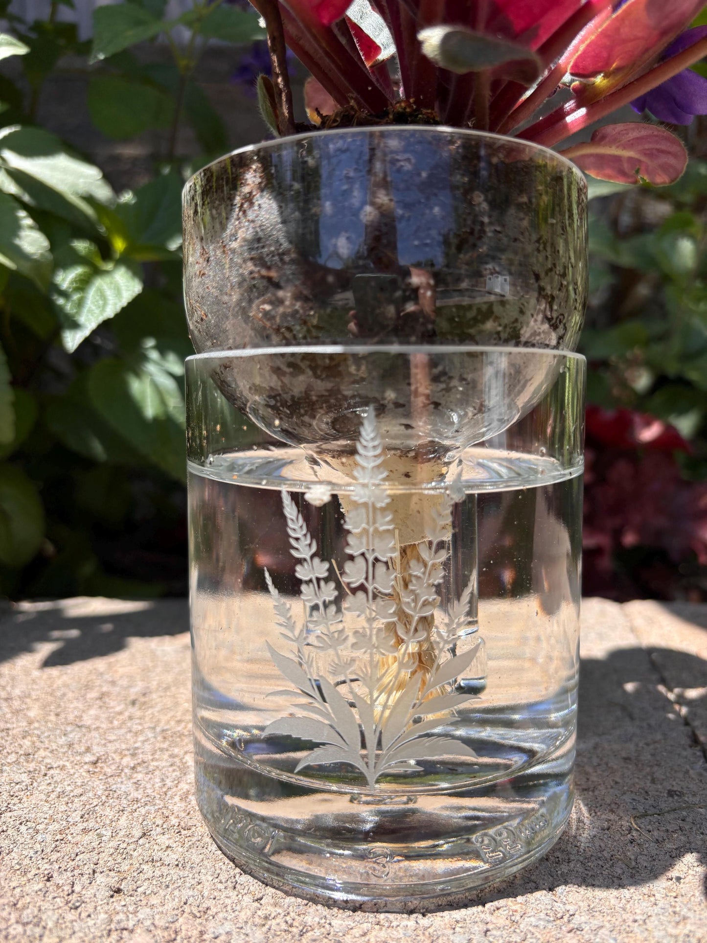 Etched African Violet Clear Vodka Bottle Hydro Planter (1) One - (Self Watering) Eco Friendly, Grow Indoors, Eco Planter, DIY Planter Kit