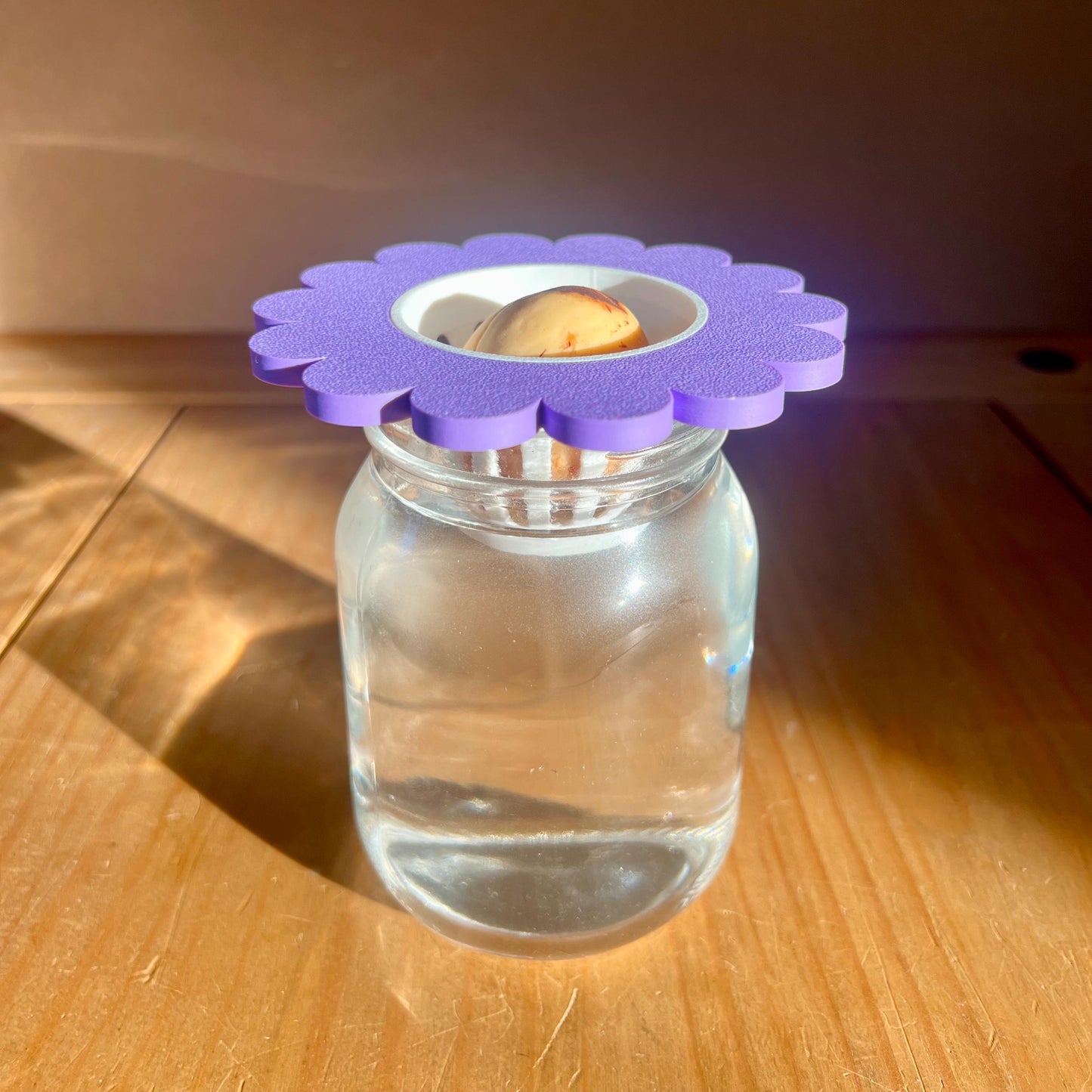 Propagation Cone for Mason Jars | Avocado Seed Sprouter | Cute Flower Lid