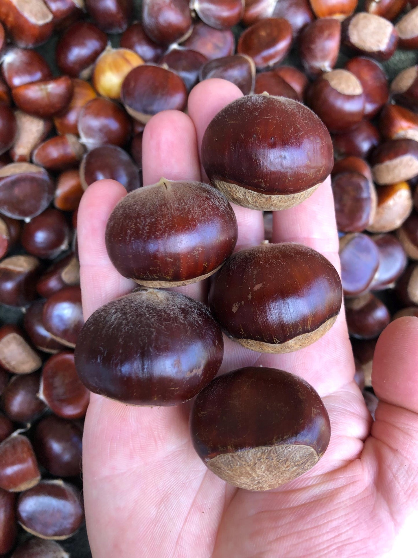 Chestnut Trees, potted 1-2 feet tall seedlings of select parents