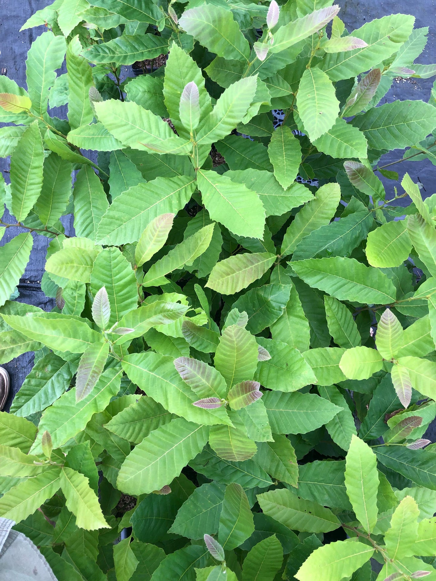 Chestnut Trees, potted 1-2 feet tall seedlings of select parents