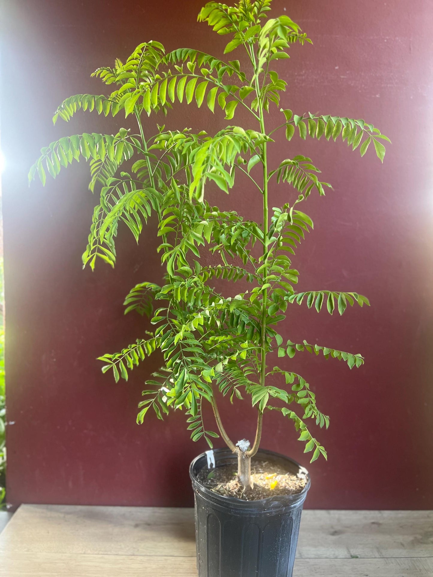Large Red spanish. hog plum in 3 gallons pot, ciruela, jocote rojo, mombin tree