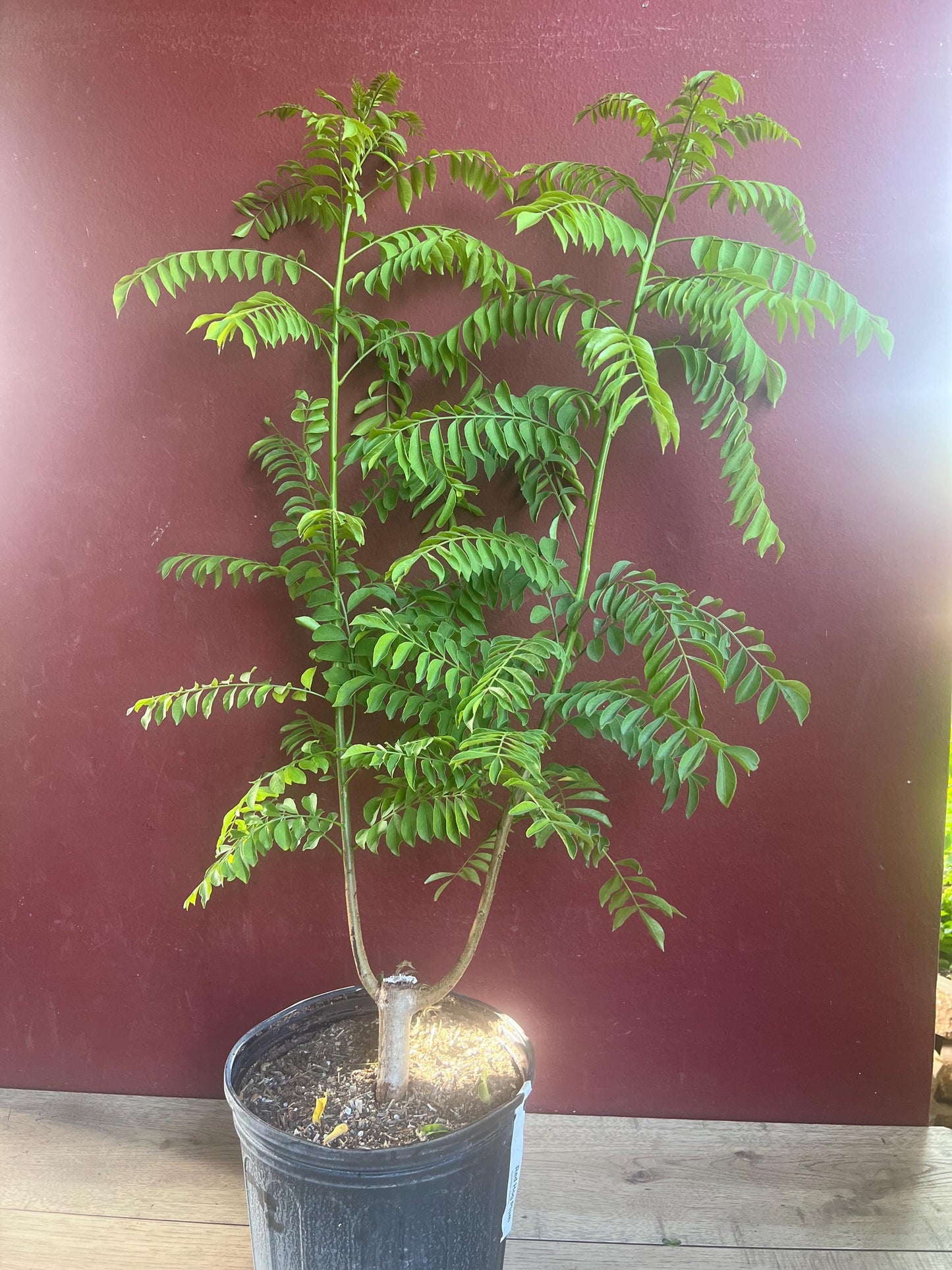 Large Red spanish. hog plum in 3 gallons pot, ciruela, jocote rojo, mombin tree
